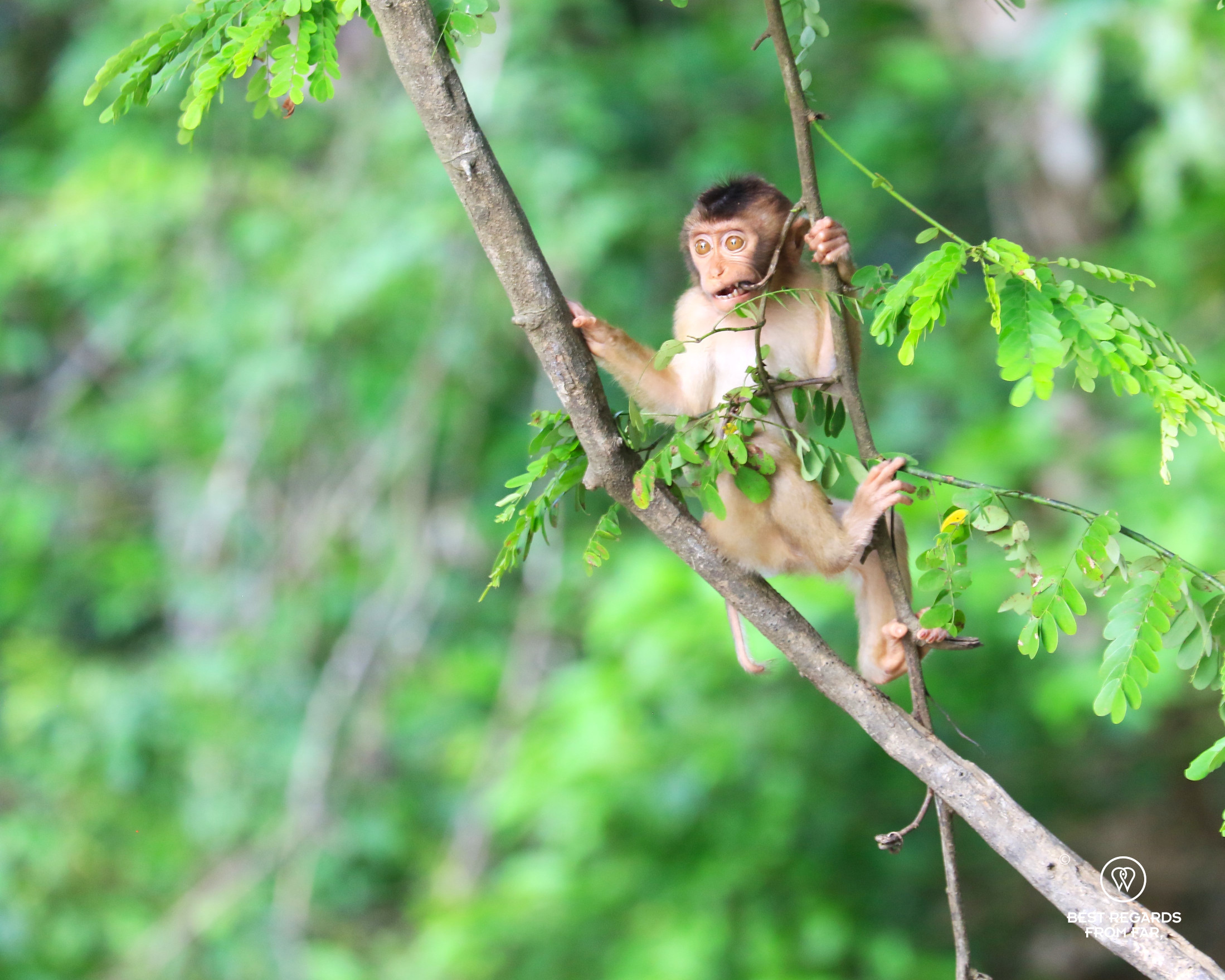 Wild pig-tailed macaque baby munching on a branch in a tree