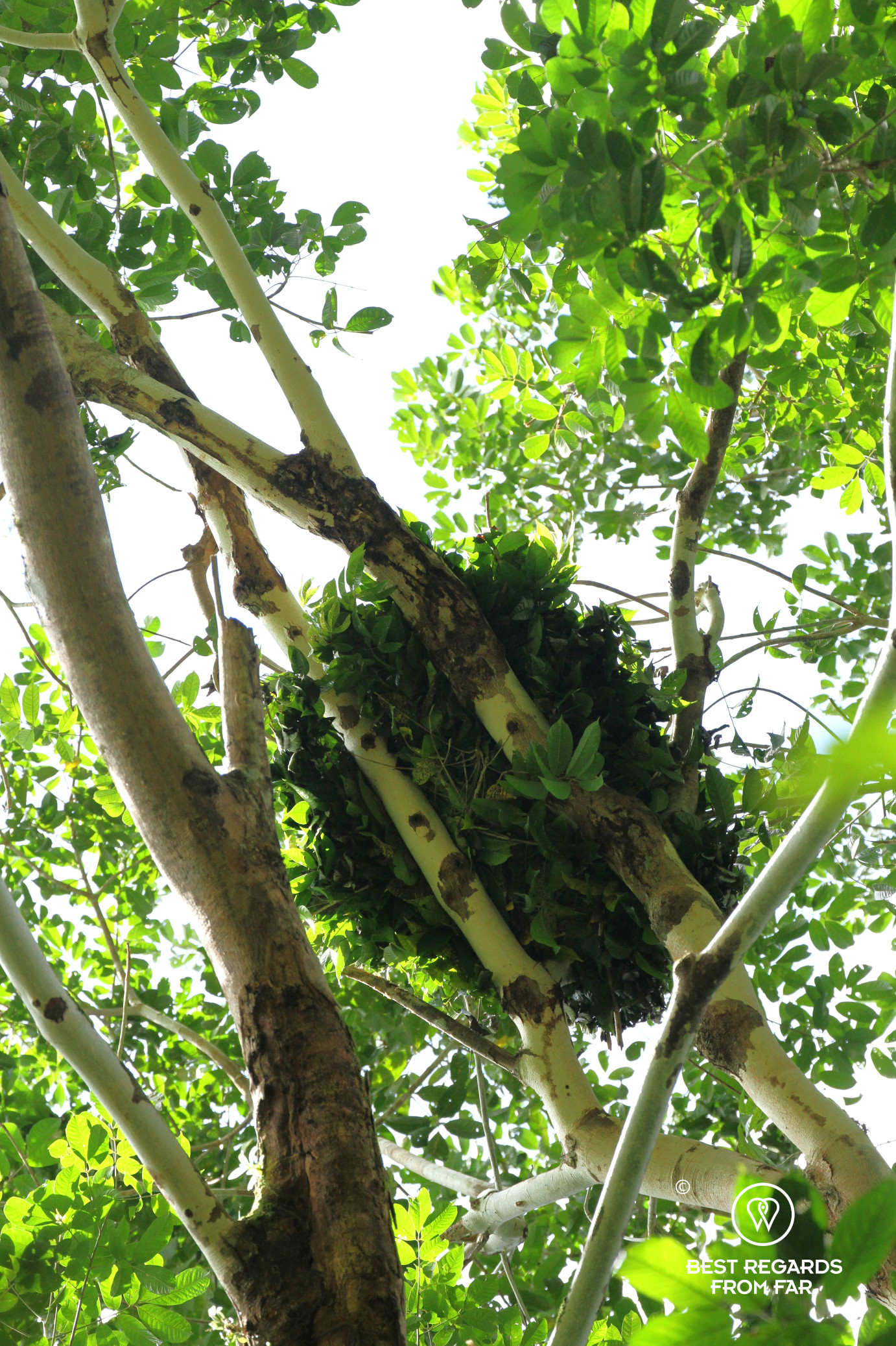A green nest of an orangutan.