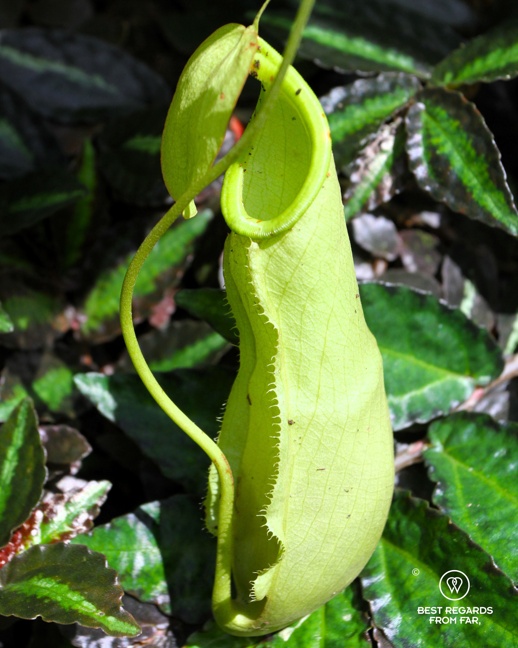 One of the endemic carnivorous pitcher plants of Borneo
