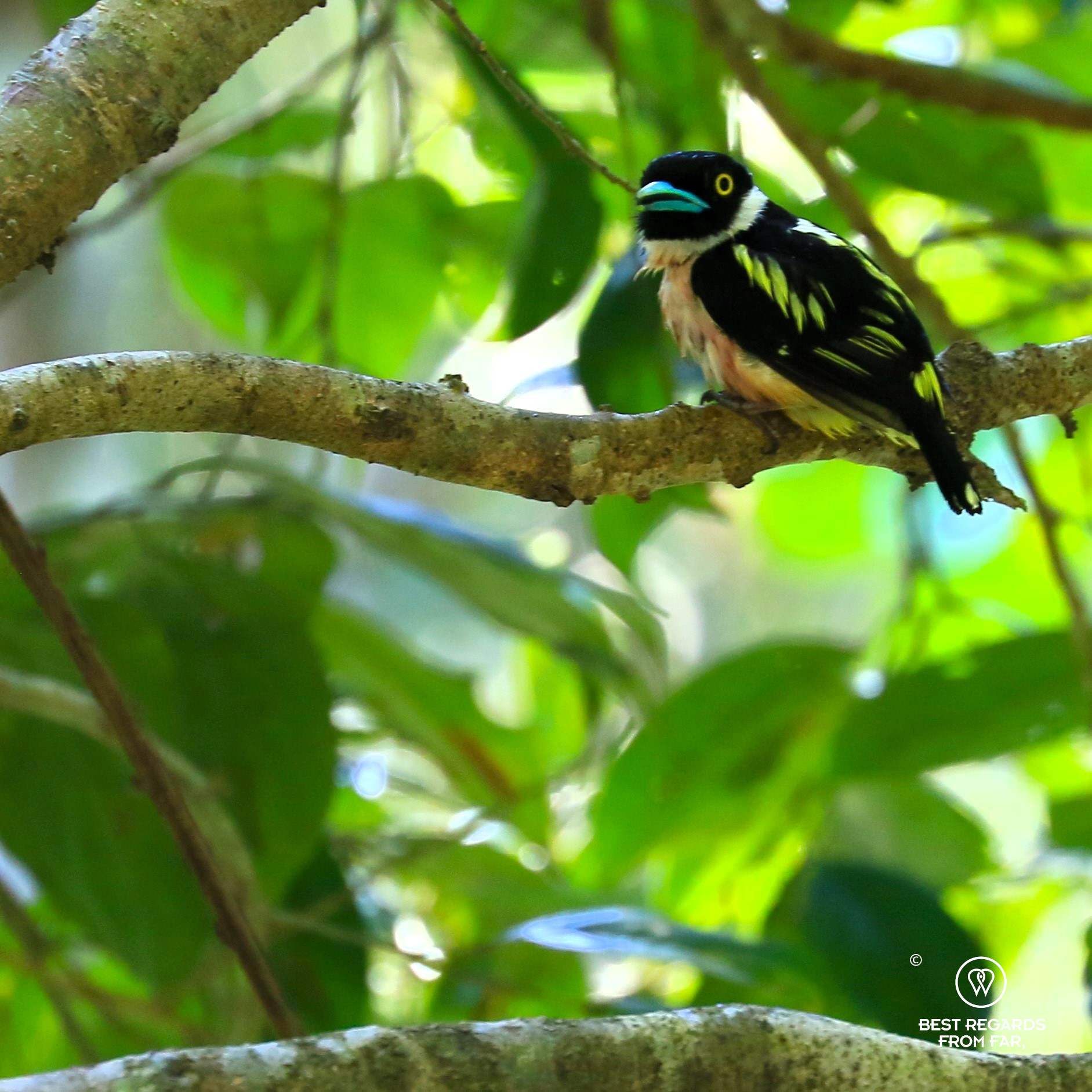 Black-and-yellow broadbill of Borneo