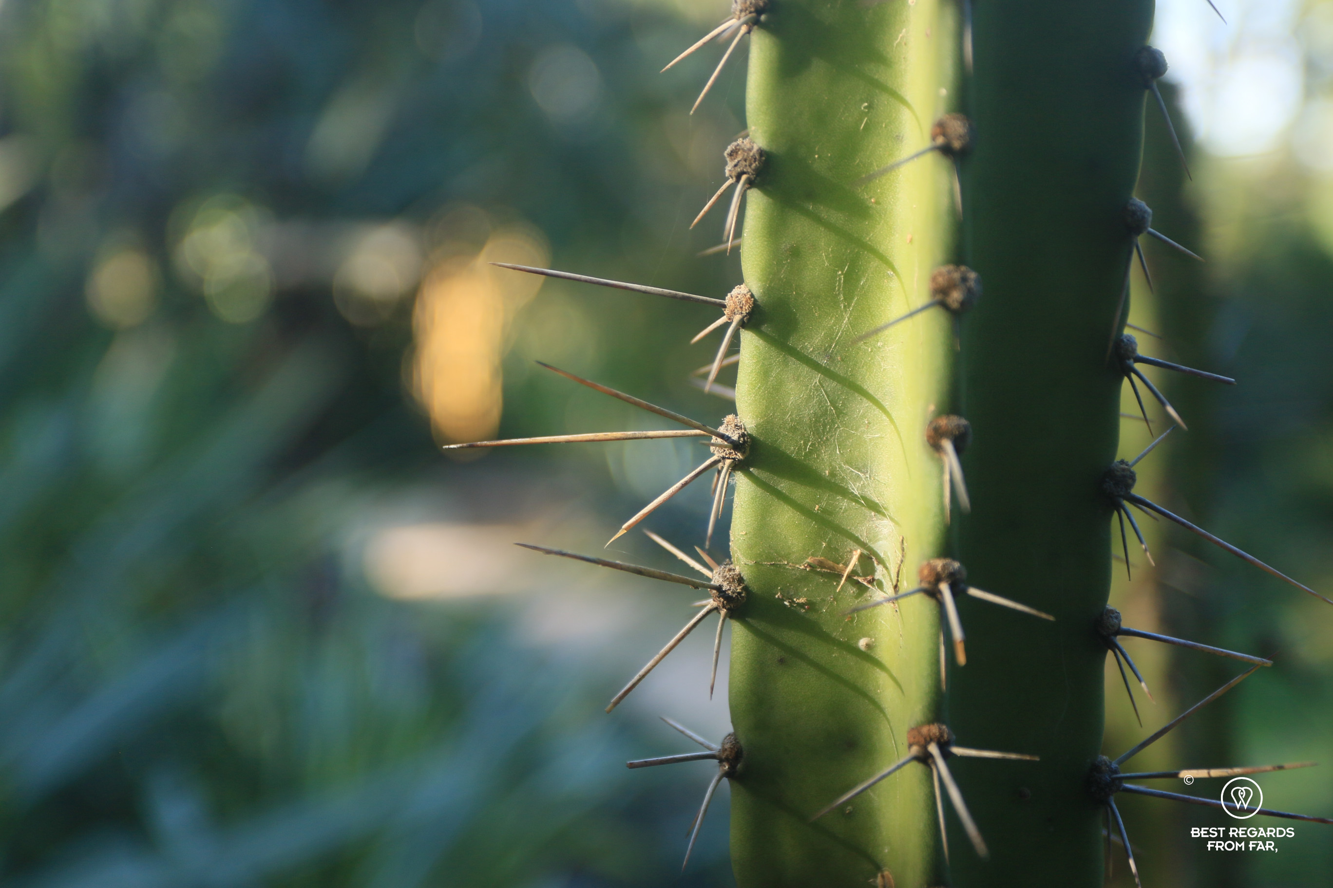 Close up of a Cactus.