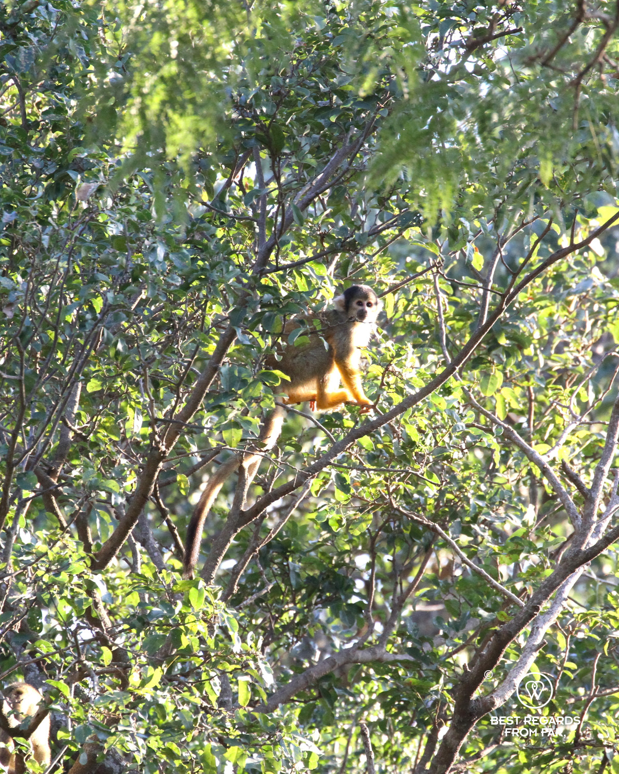Capuchin monkey in a tree.