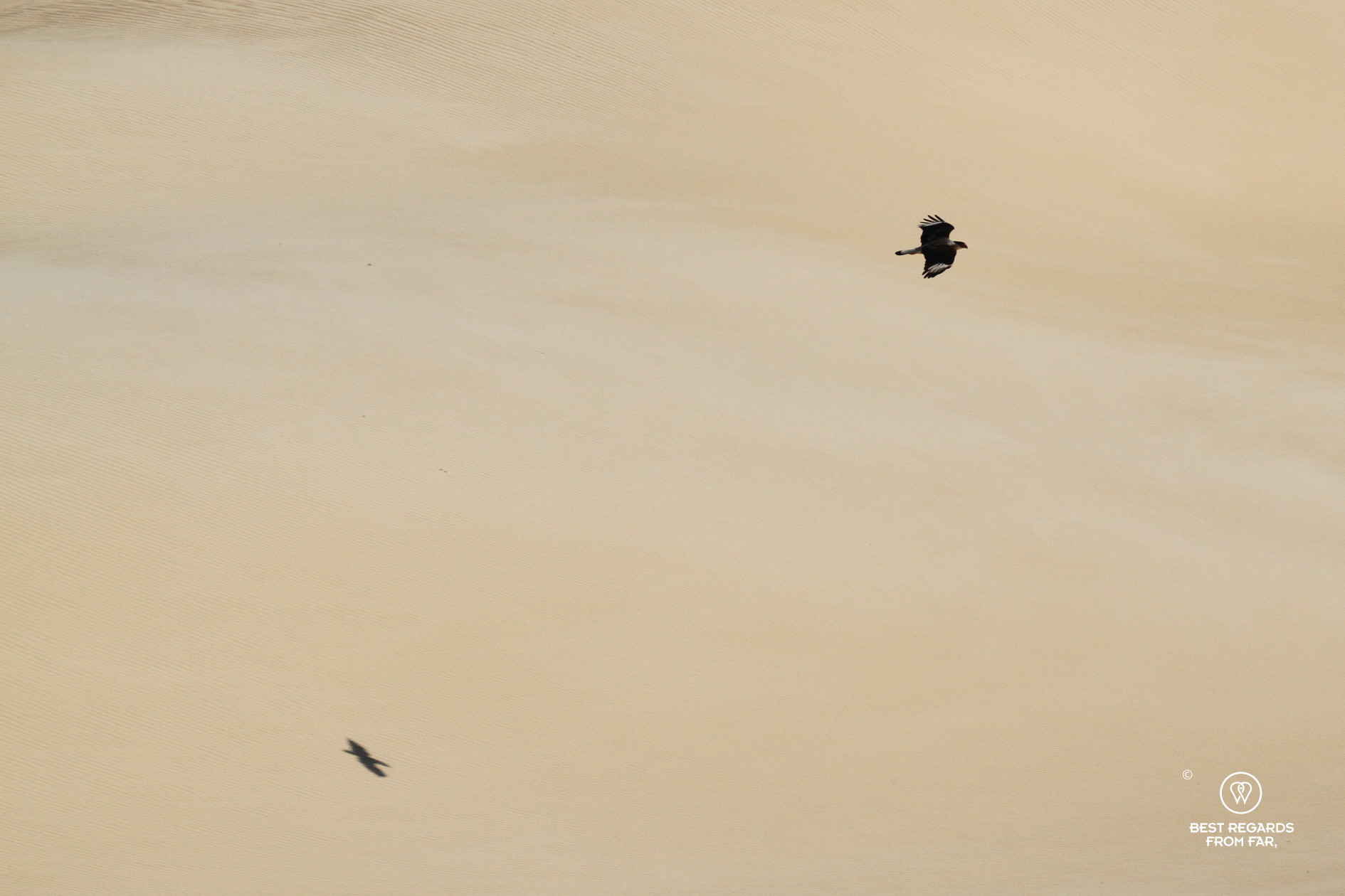 Crested caracara flying over dunes in Lomas de Arena.