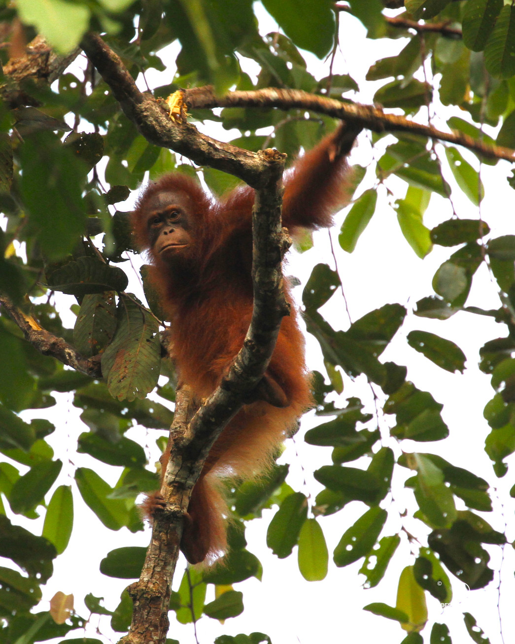 Wild orangutan looking down from a branch.