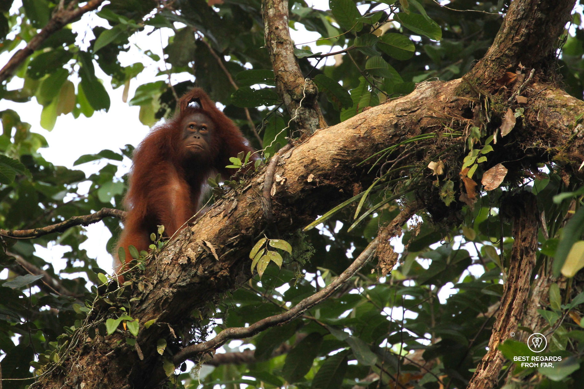 Wild orangutan up in a tree scratching his head.