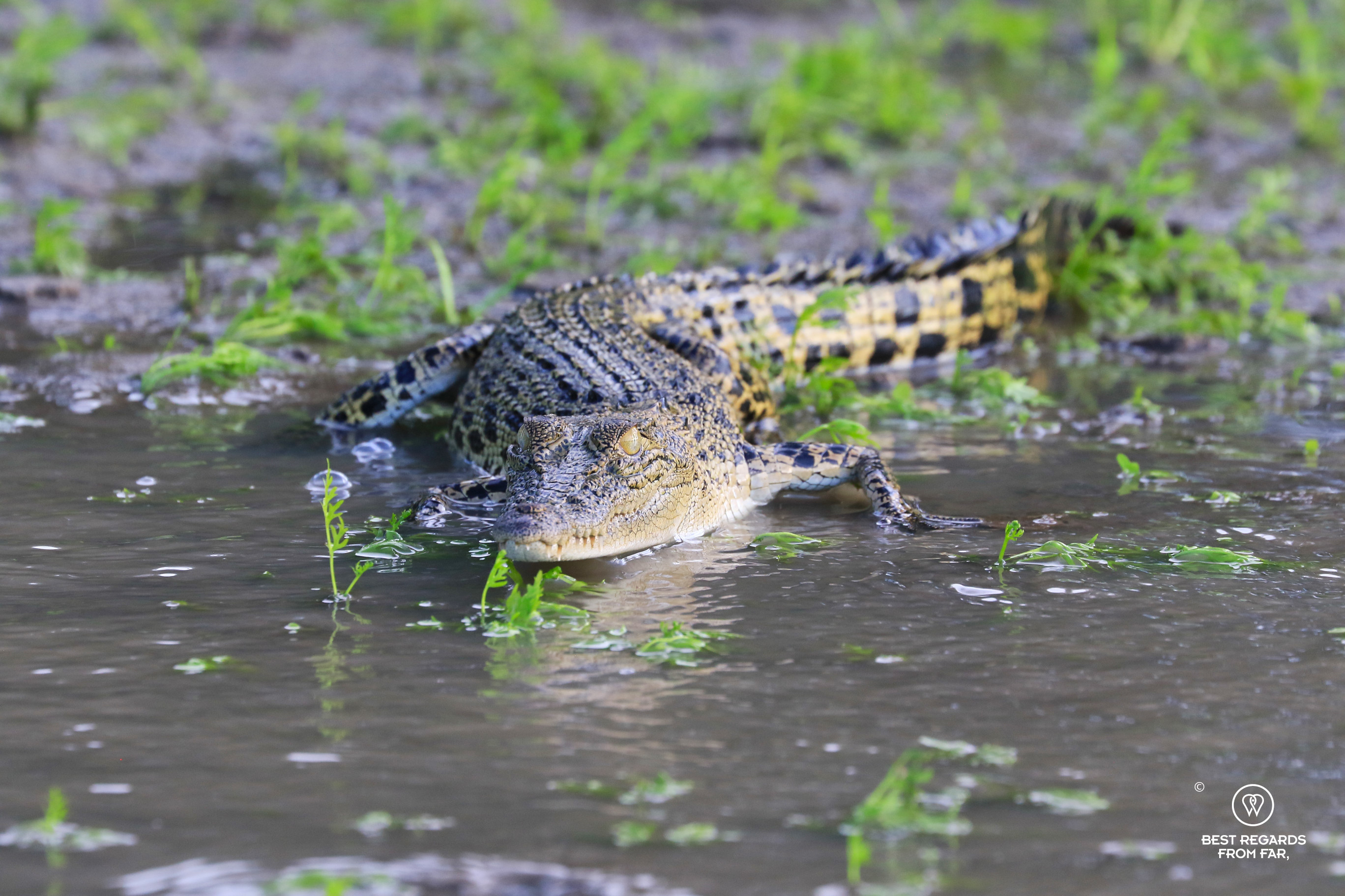Young wild crocodile along Kinabatangan River, Borneo