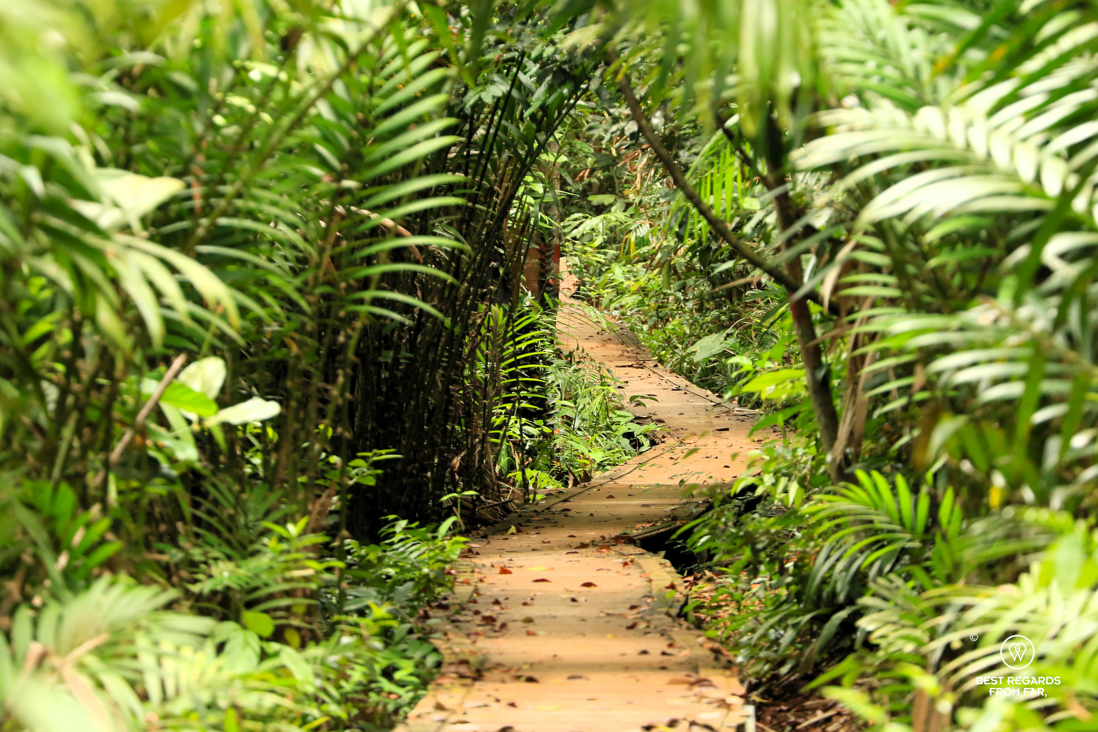 Boardwalk through the rainforest in Bako NP, Borneo.