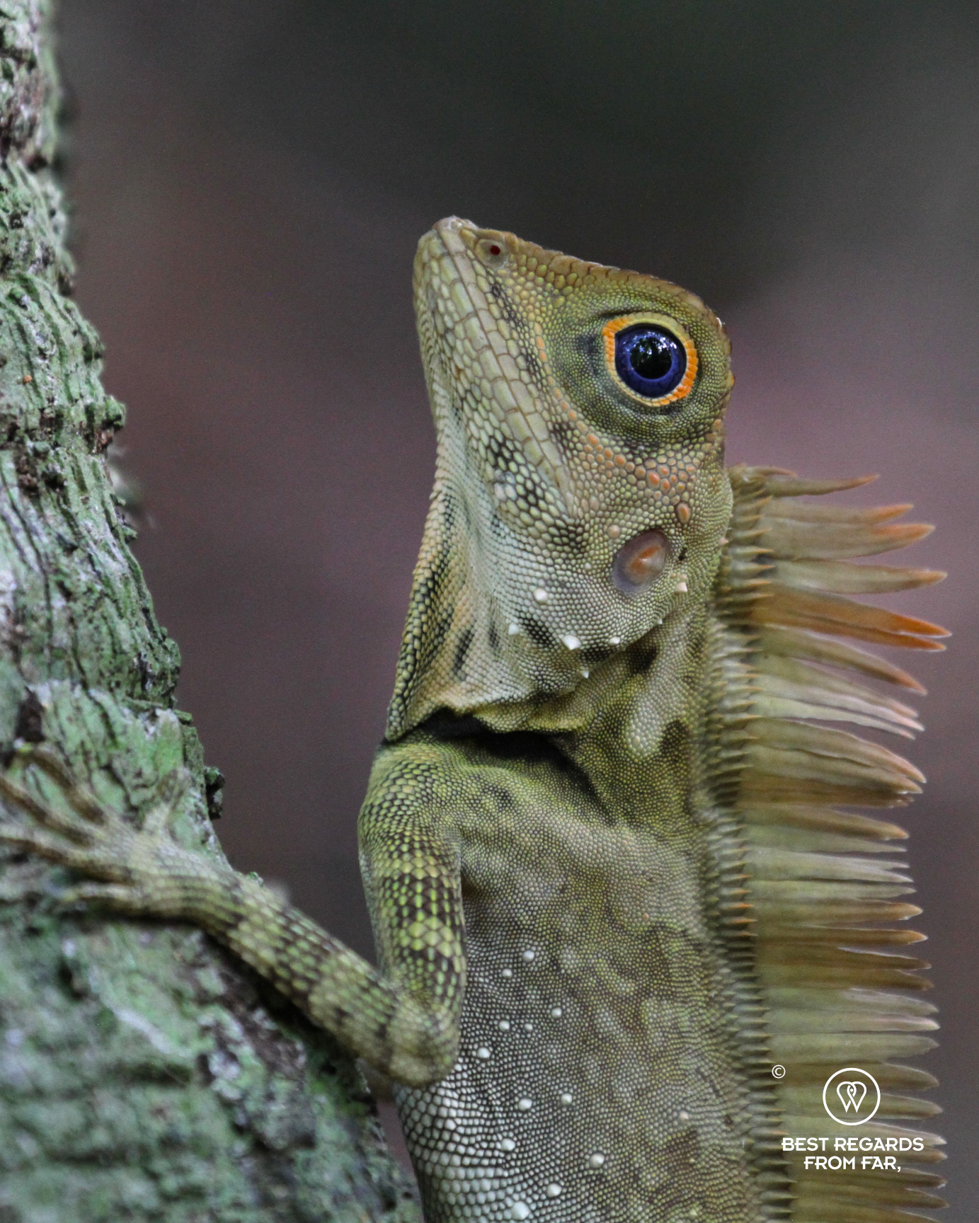Bornean angle headed lizard in the wild, Borneo.