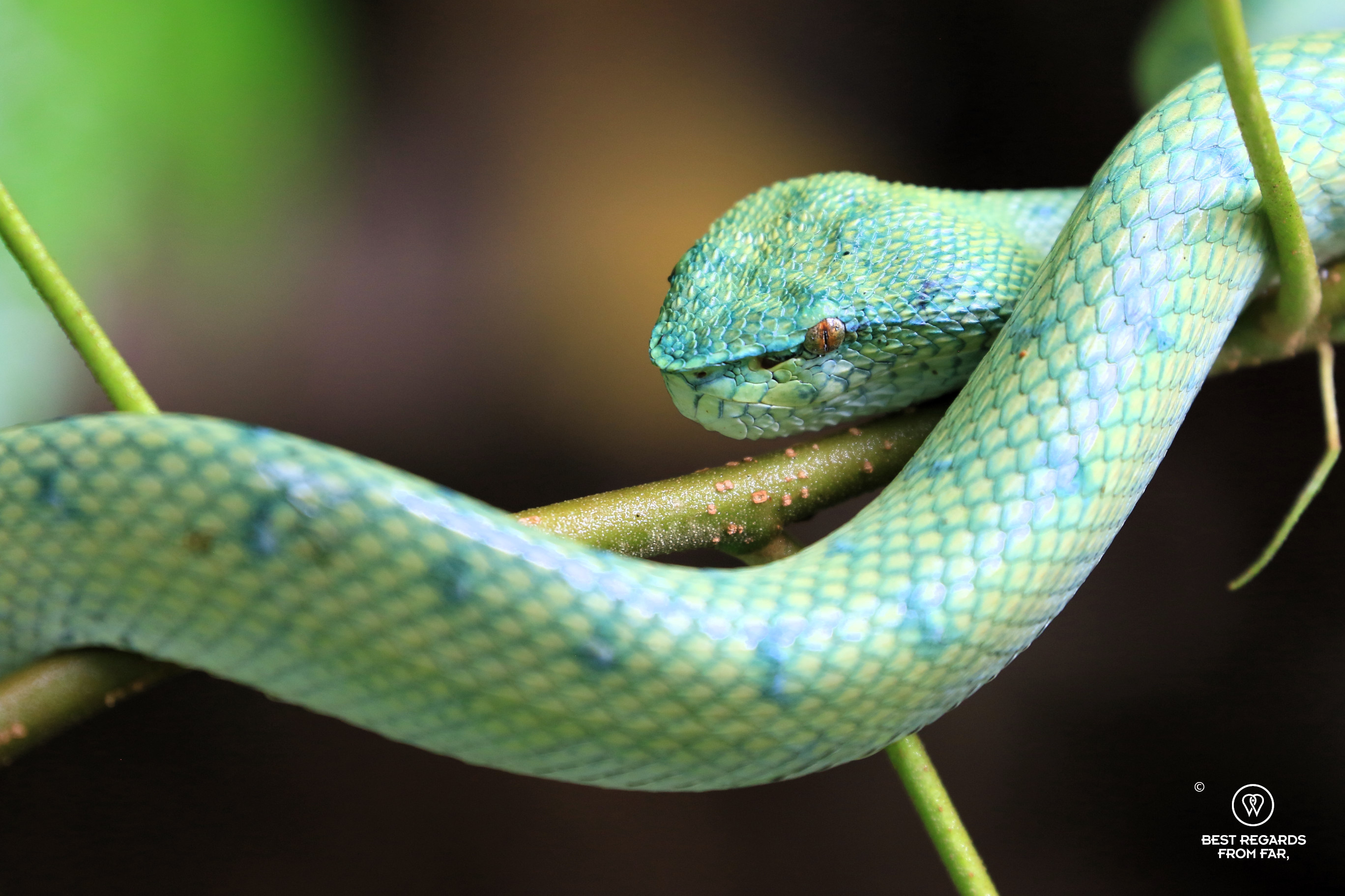 Bornean keeled pit viper in the wild, Bako NP, Borneo.