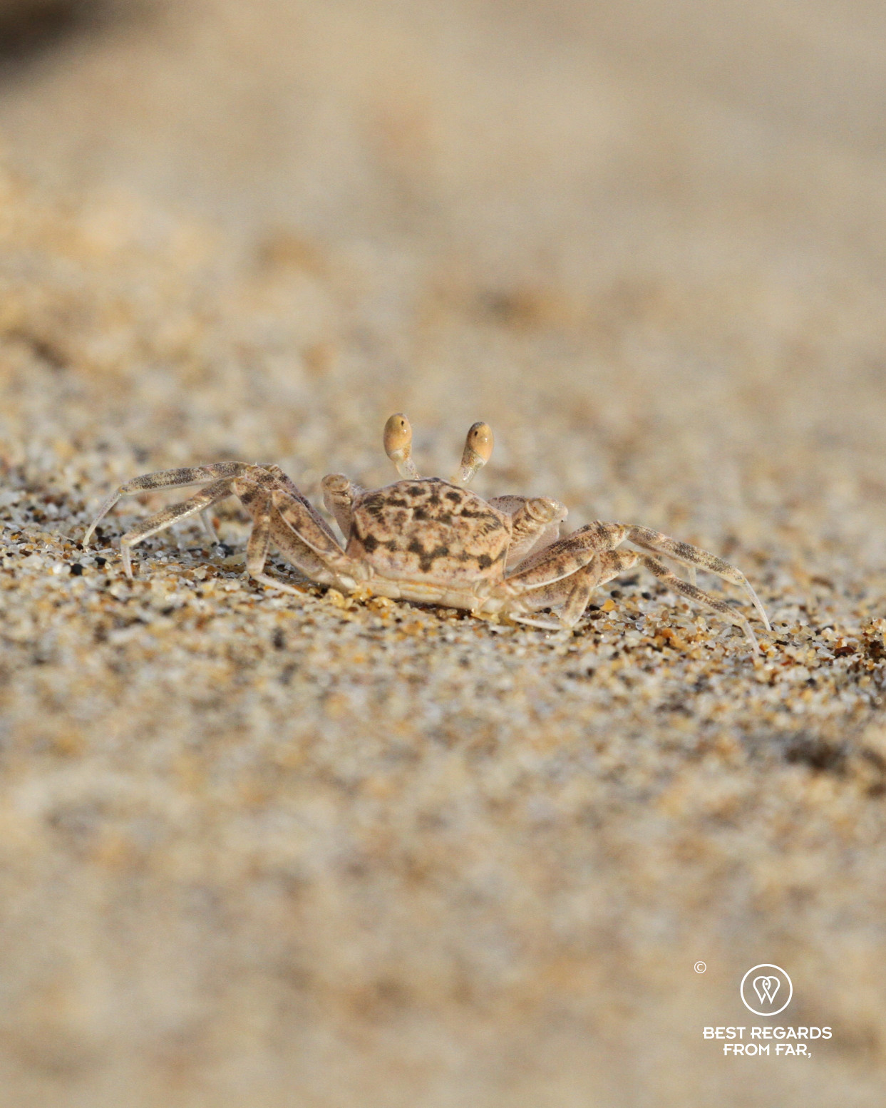 Crab camouflaged on the beach, Tanjung Datu NP.
