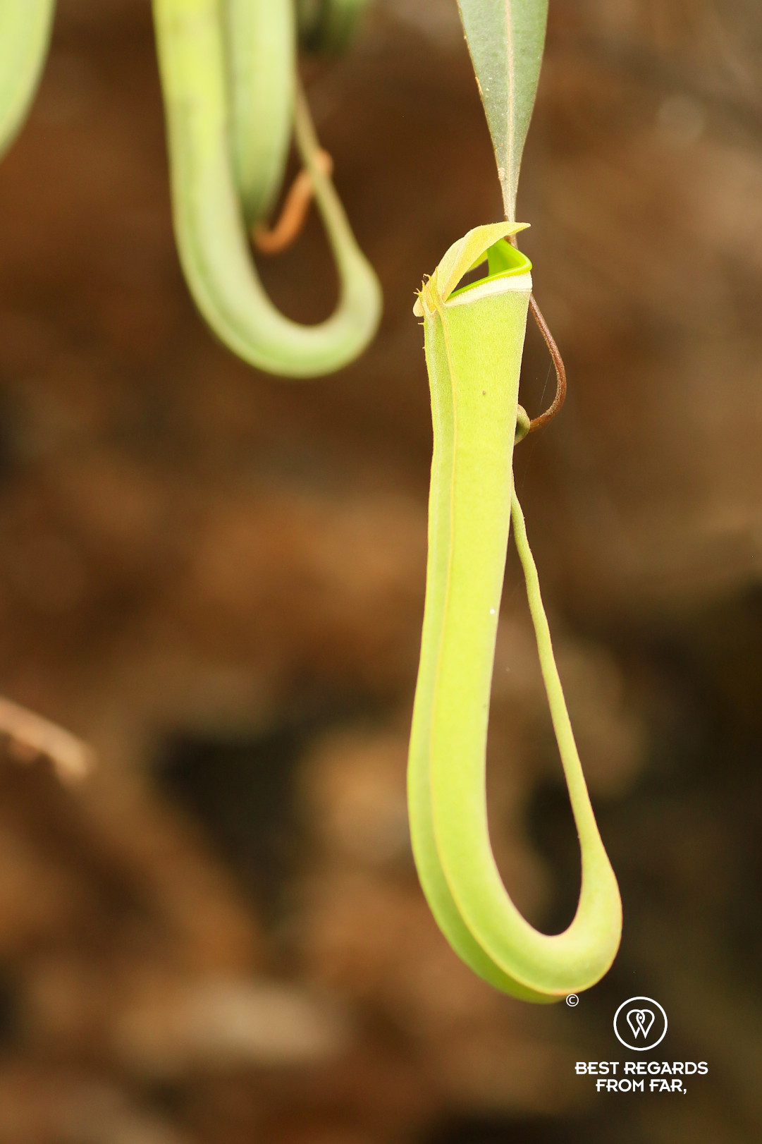 Endemic tropical pitcher plant in Bako National Park, Borneo.