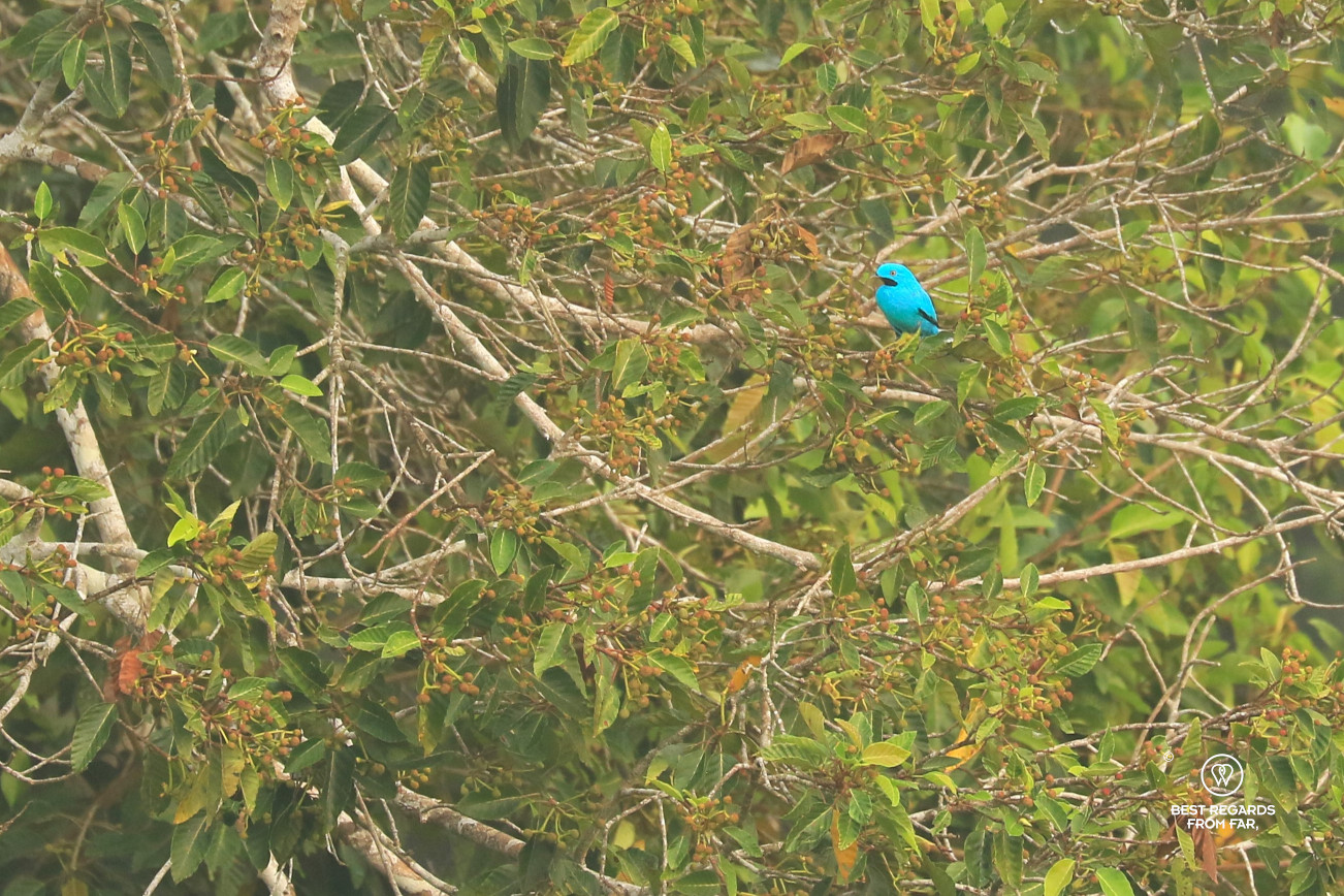 Plum-throated cotinga bird in a tree.