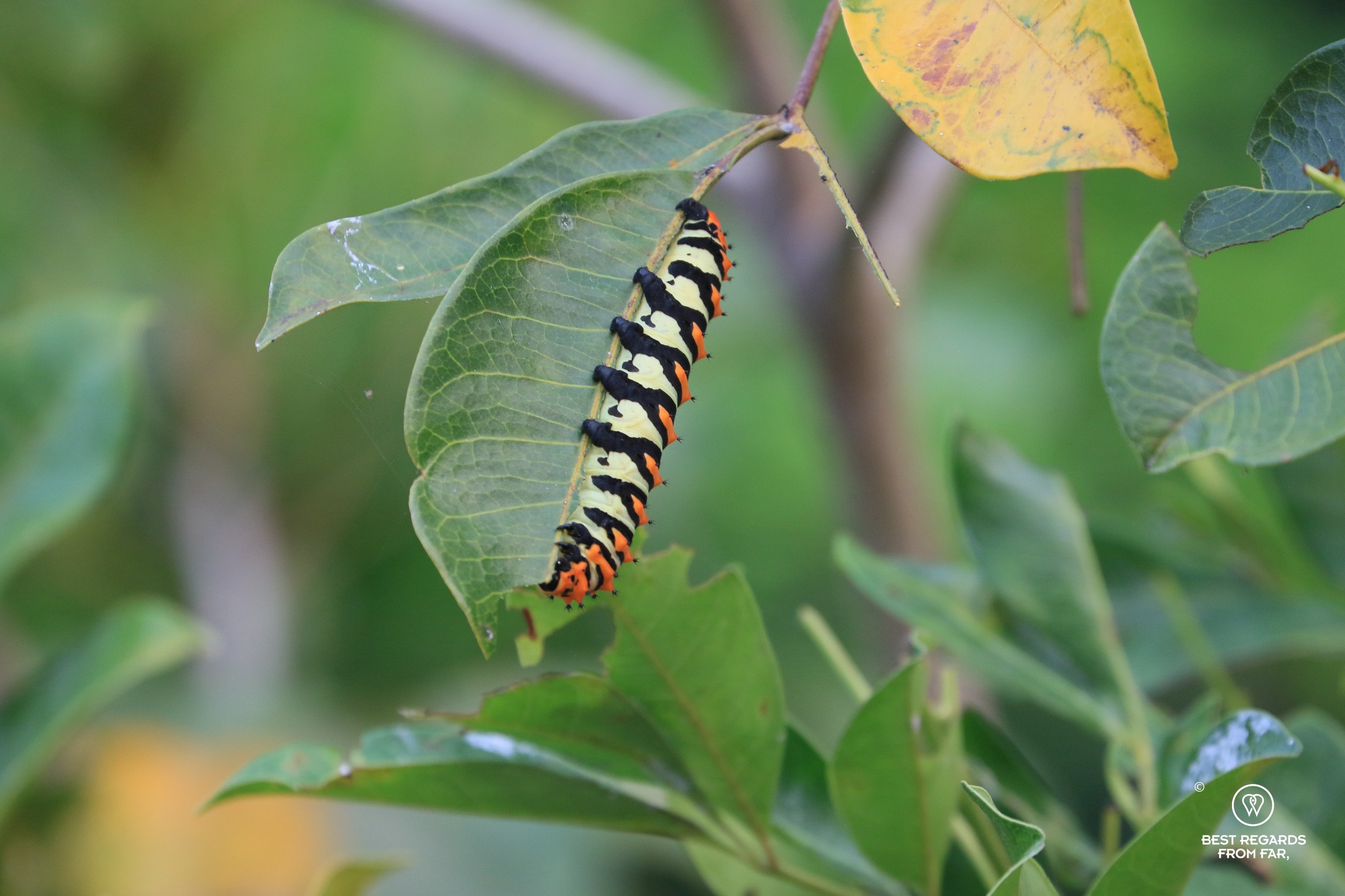 Colorful caterpillar on a green leaf.