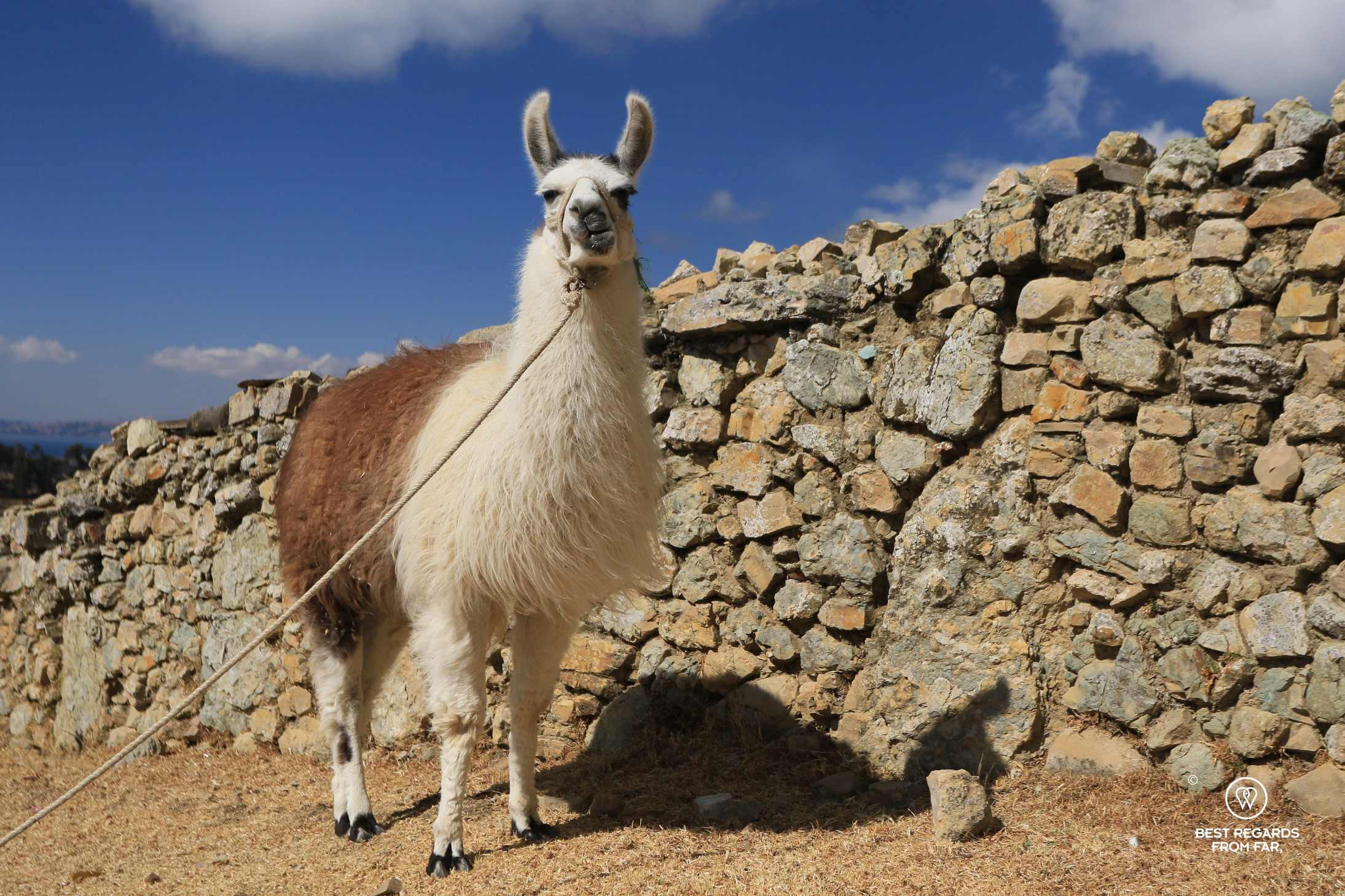 Lama at Ecolodge K'arasirca on Isla del Sol in Bolivia.