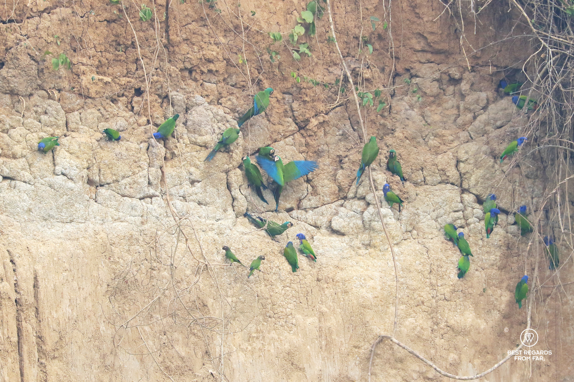 Blue and green parrots on the Cachuela clay lick.