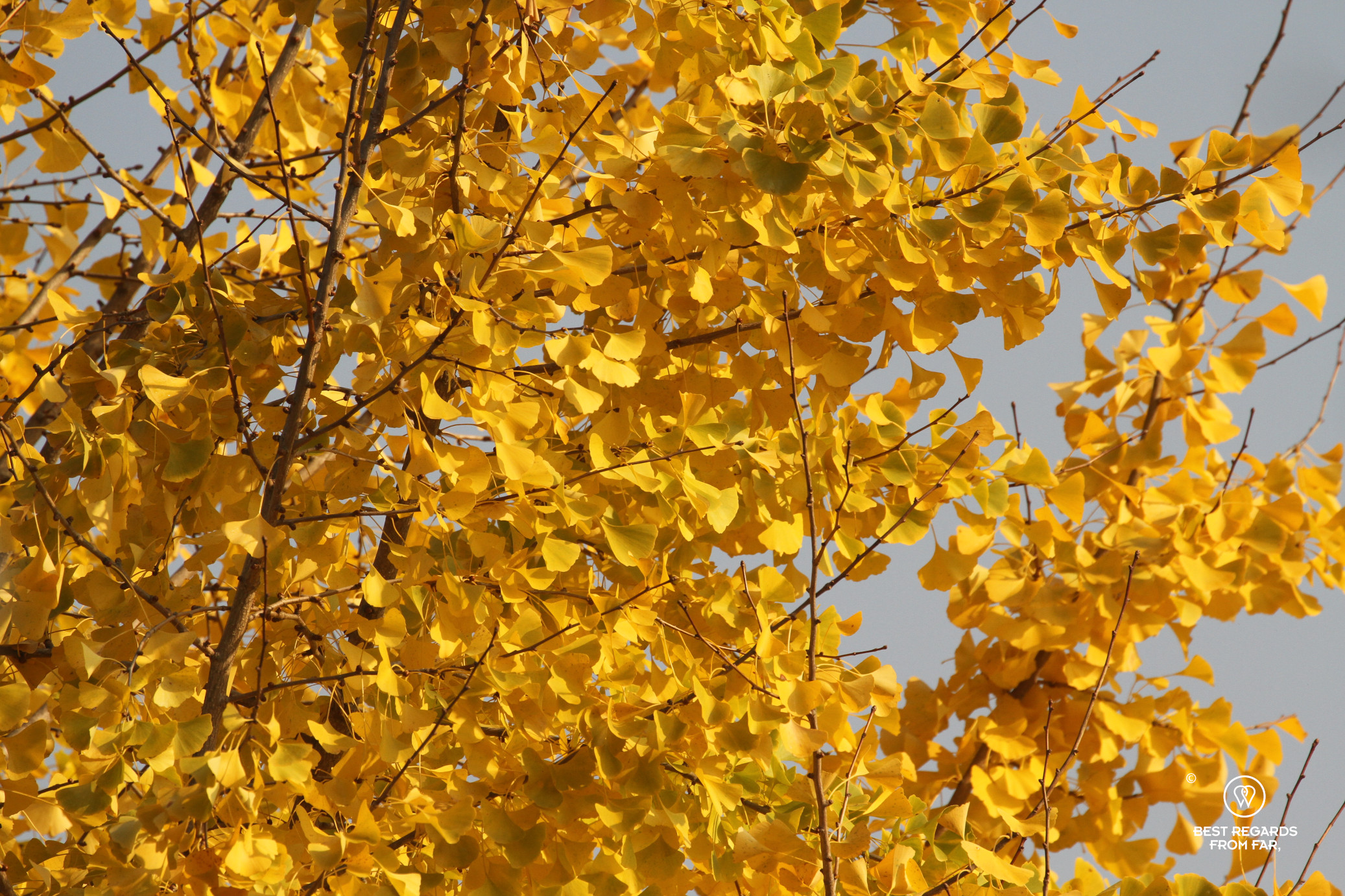 Ginko tree in fall colors.