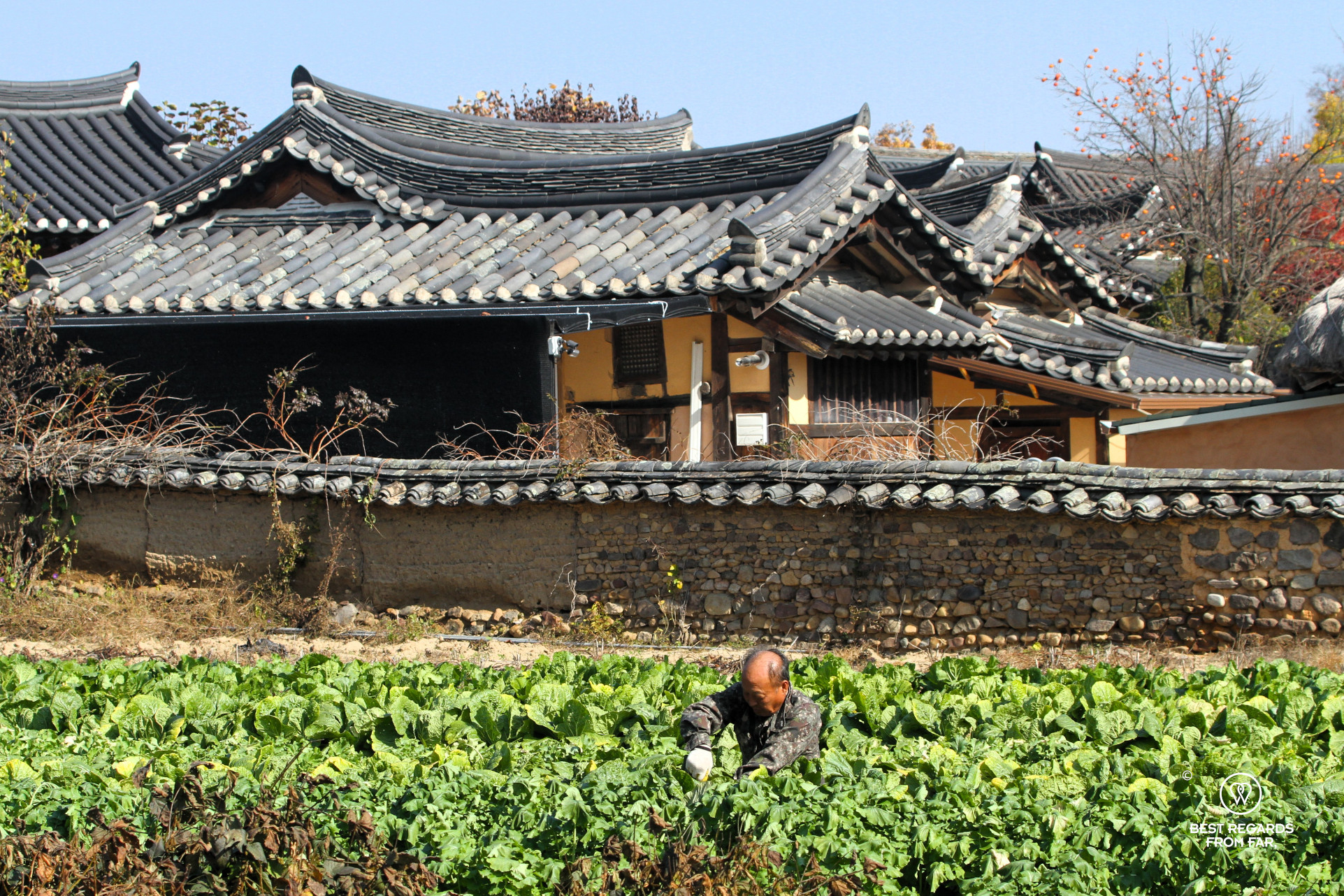 Villager working his cabbage field with the traditional hanok houses of Hahoe folk village in the background.