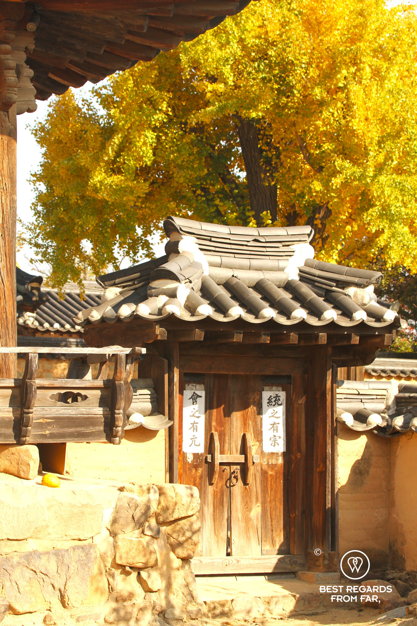 Traditional door in the hanok village of Hahoe folk village in South Korea with a ginko tree in fall foliage in the background.