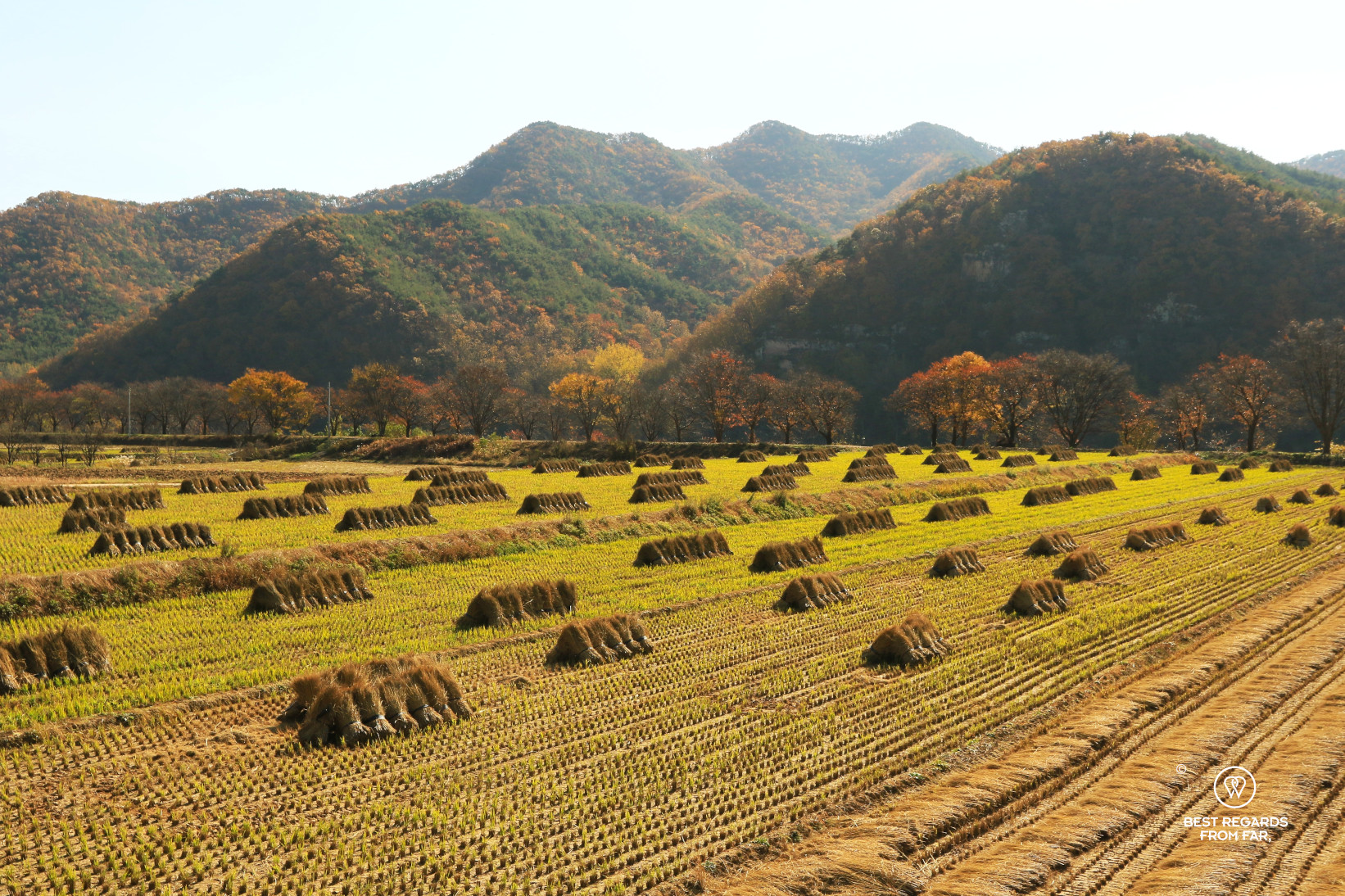 Rice paddies and fields with the mountains in fall colors in the background in Hahoe folk village.