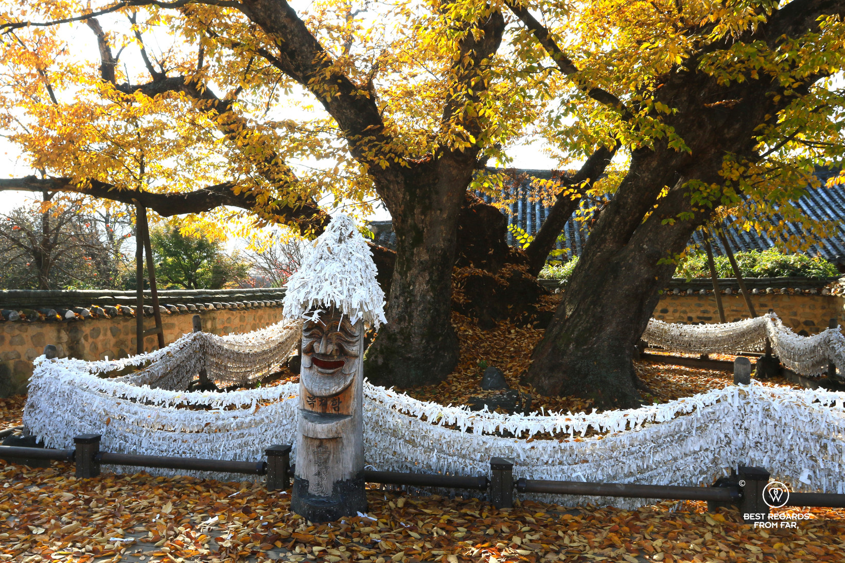 Zelkova tree sacred tree with its fall foliage in the heart of Hahoe folk village, South Korea.
