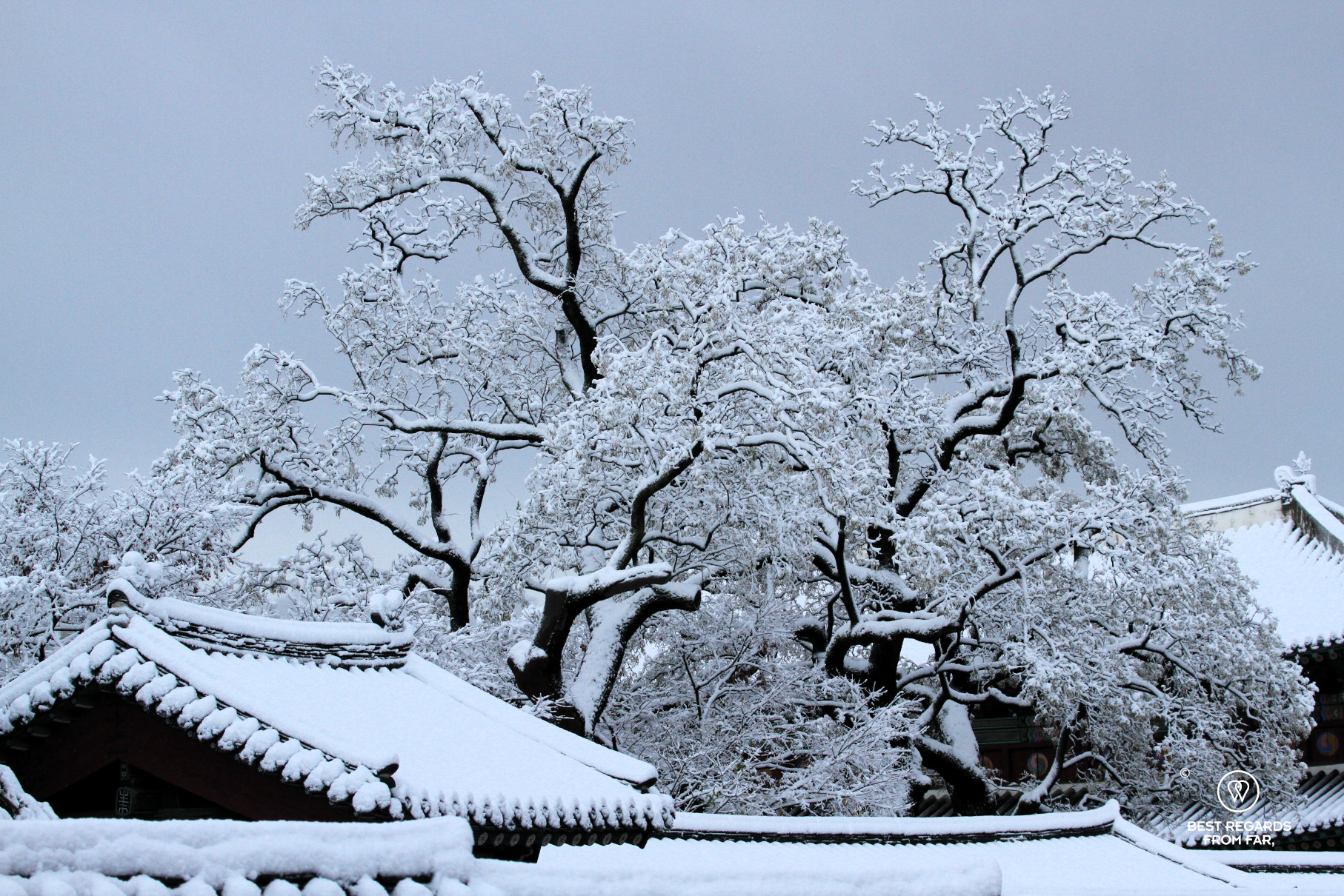 Tree and traditional Korean hanok rooftops covered in fresh snow in Bukchon in Seoul.