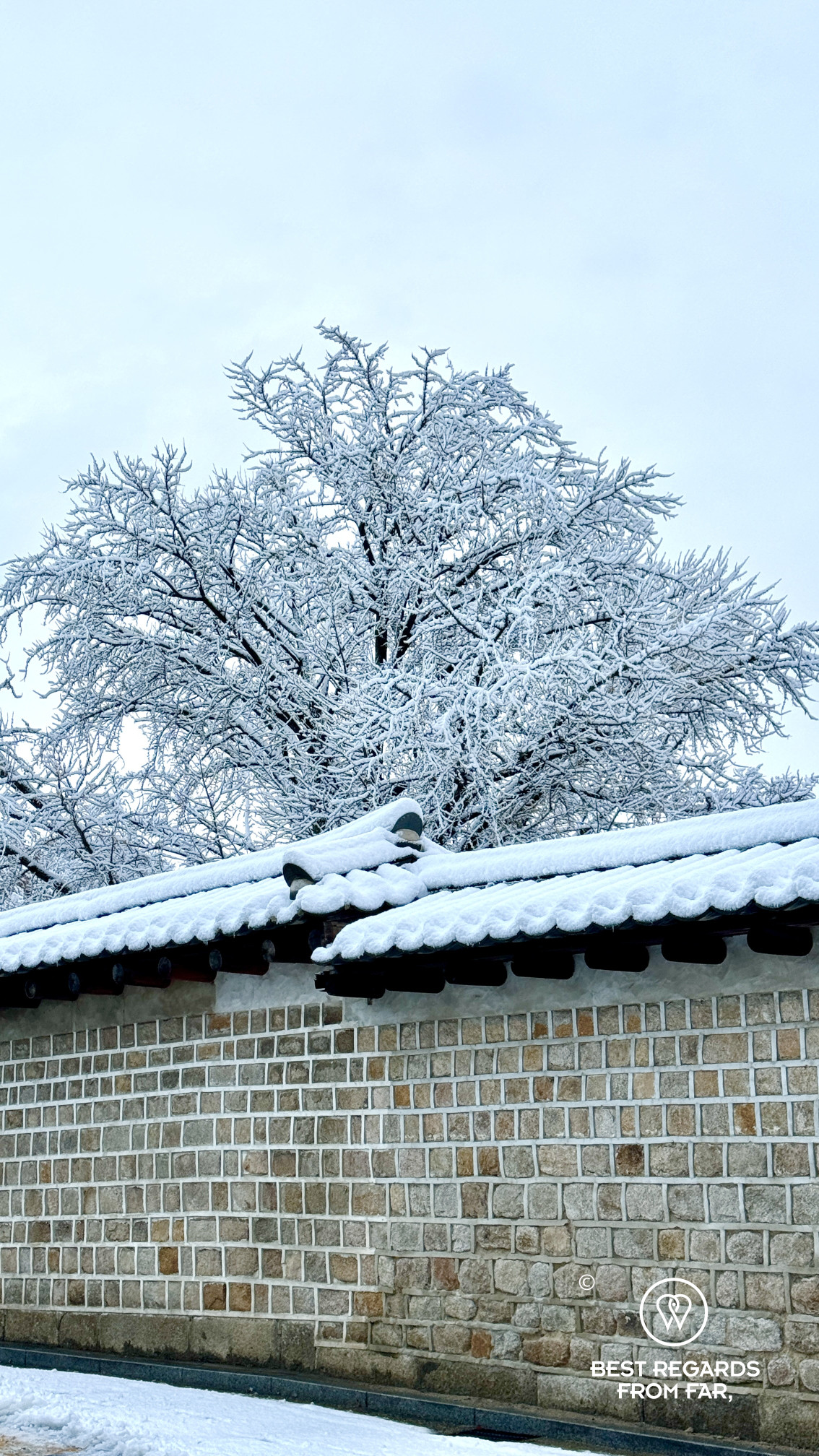 Tree covered in fresh snow behind a traditional wall in Bukchon in Seoul.