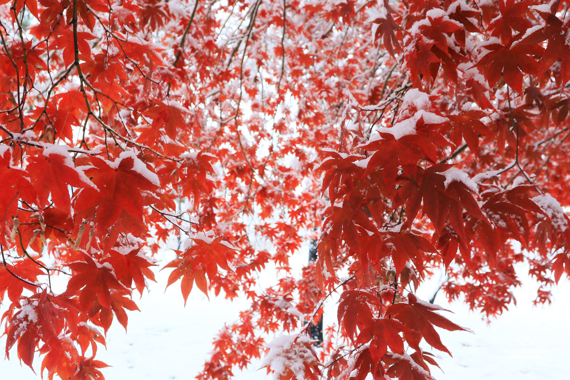Red maple leaves covered in fresh snow in Seoul.