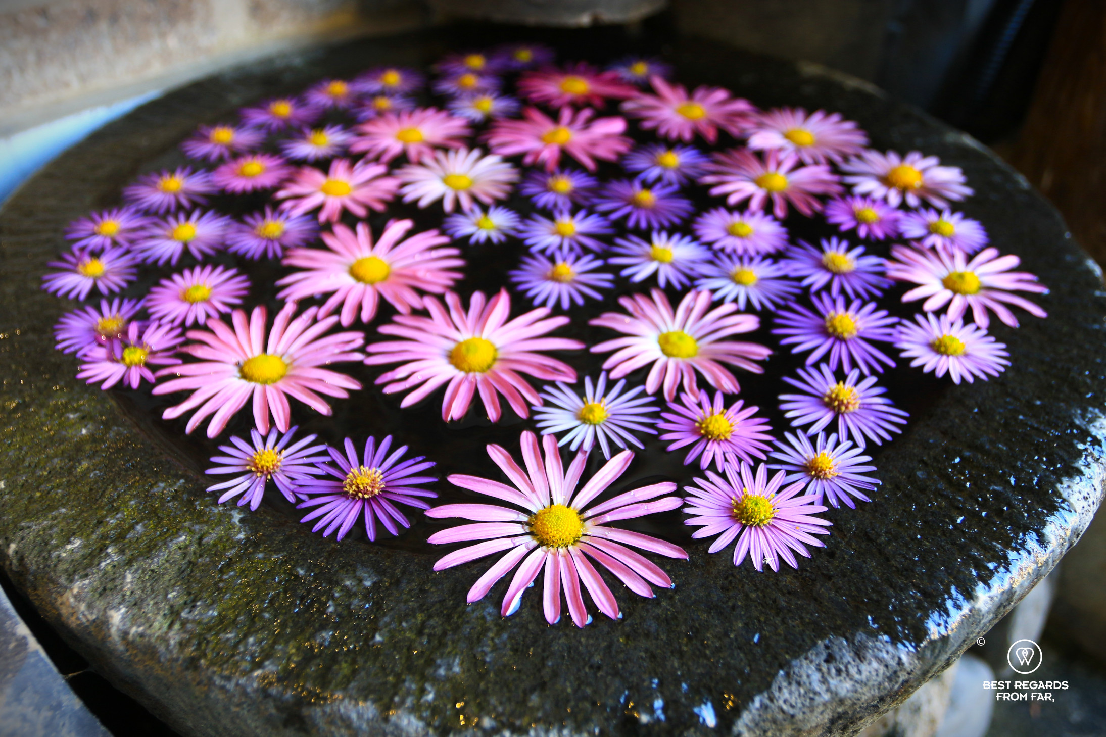 Pink and blue flowers in a water basin at Gyodong Tea Garden in Jeonju.