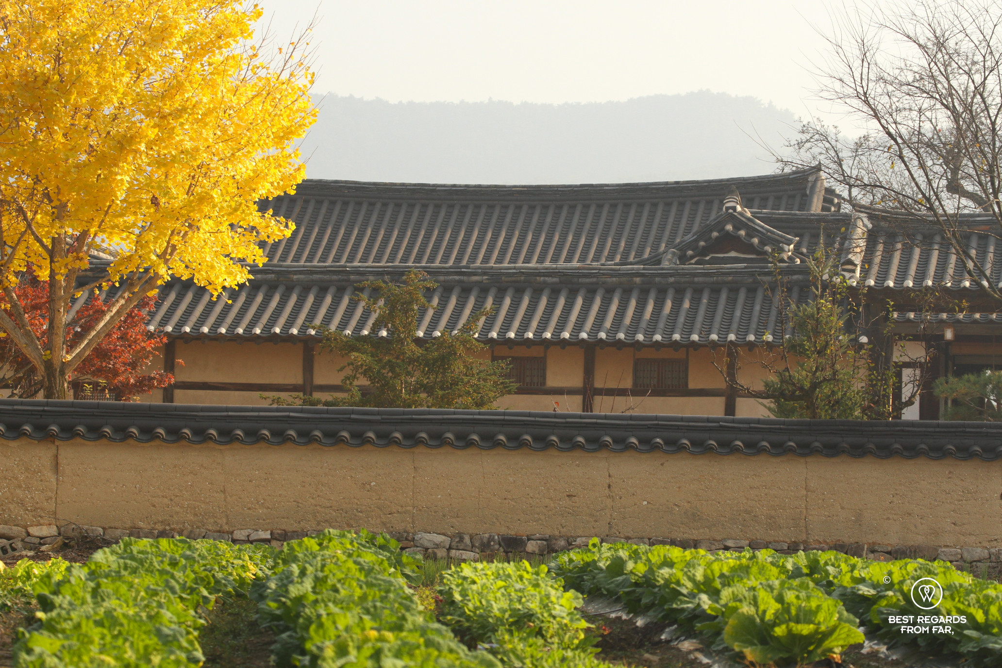 Napa cabbage field in front of hanok houses with fall colors at Hahoe Folk Village.