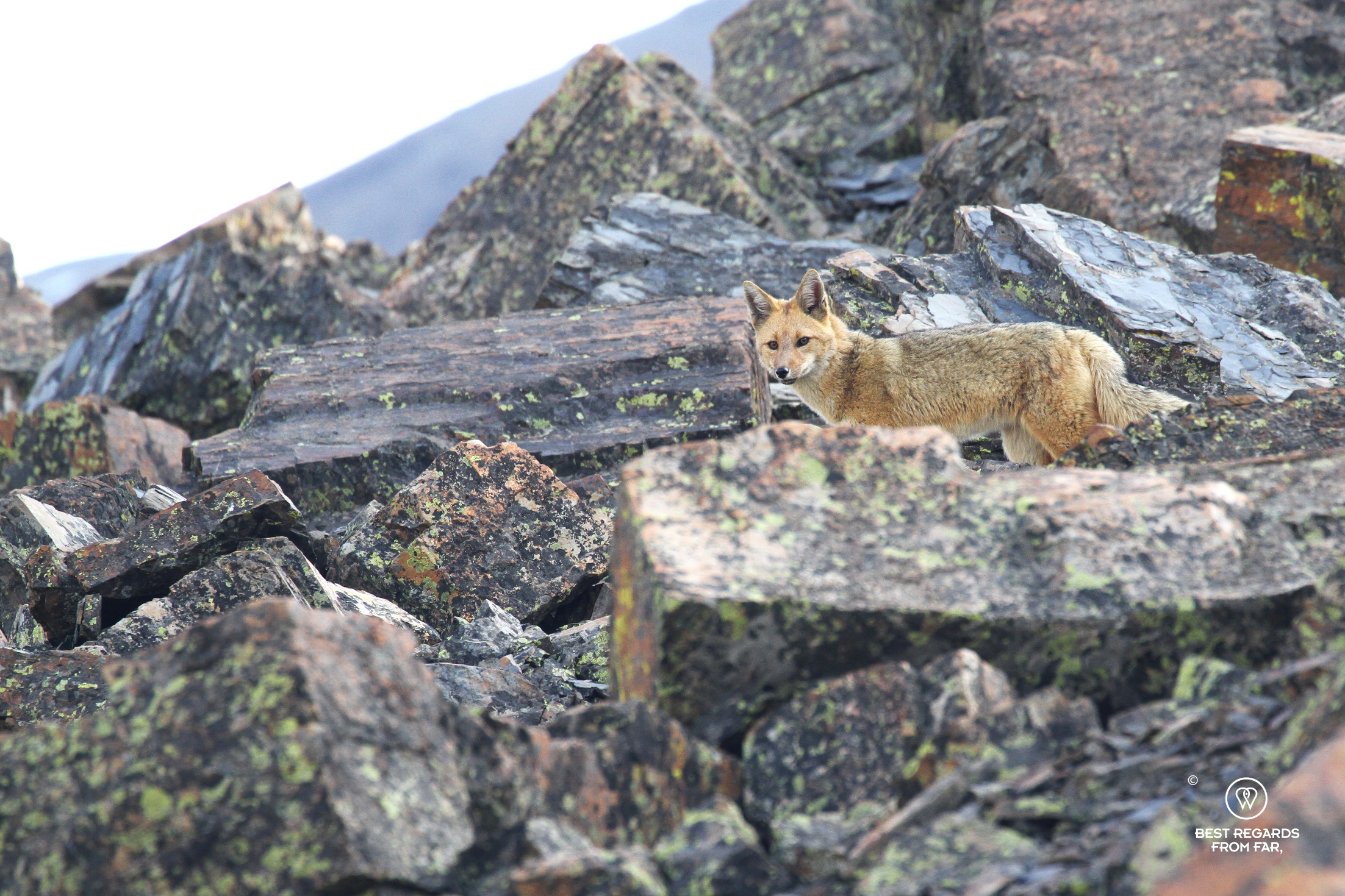 Andean Fox in the middle of rocks.