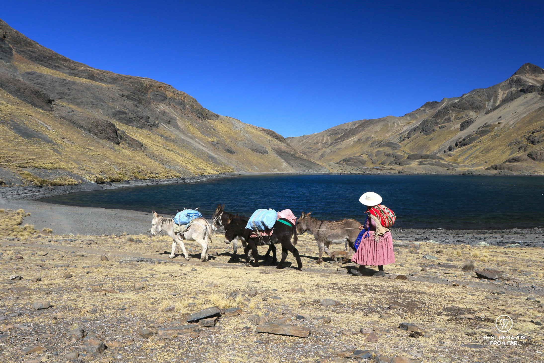 Cholita leading donkeys around a lake from Condoriri Camp in the Cordillera Real in Bolivia.