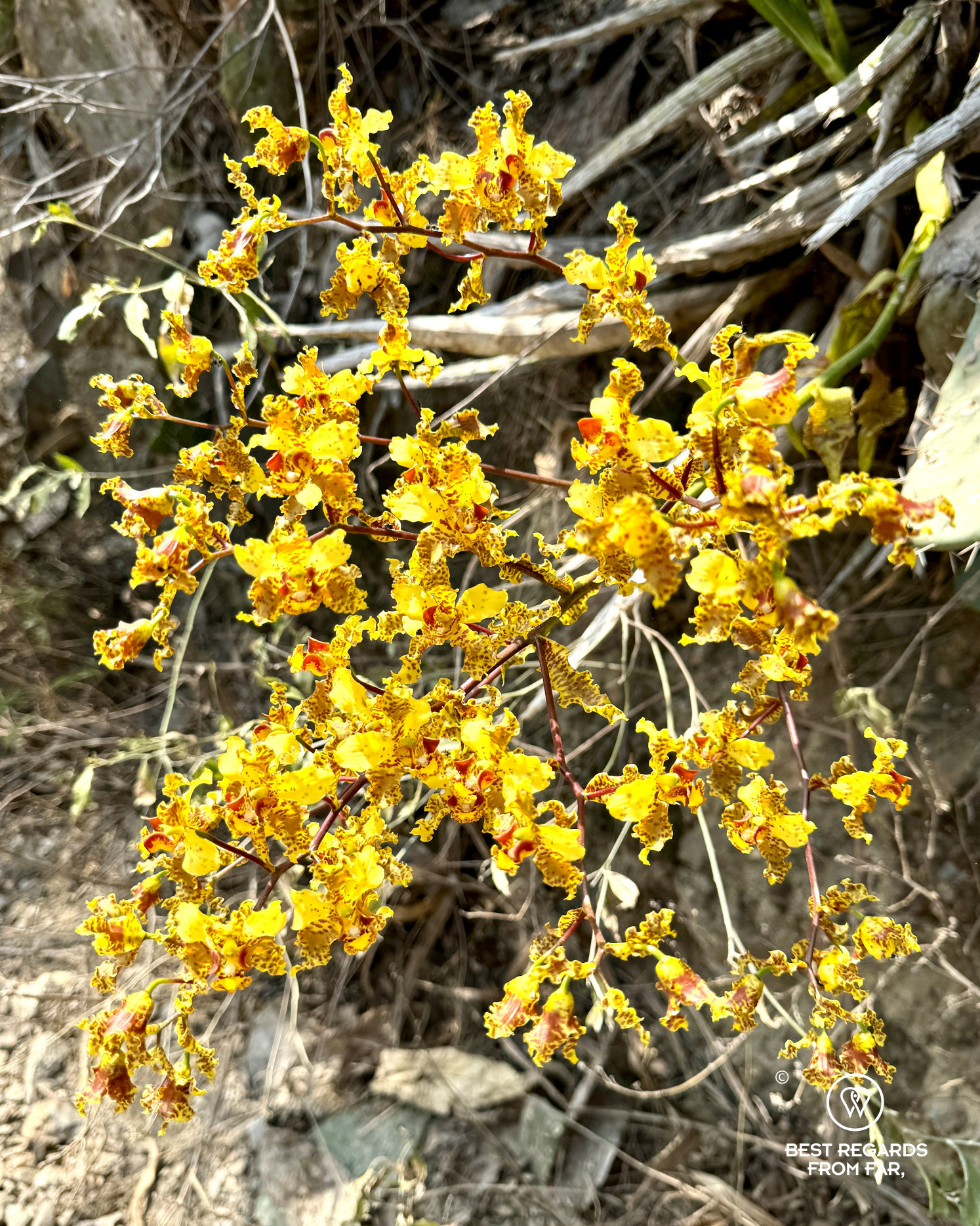 Endemic yellow orchids along the trail to Choquequirao.