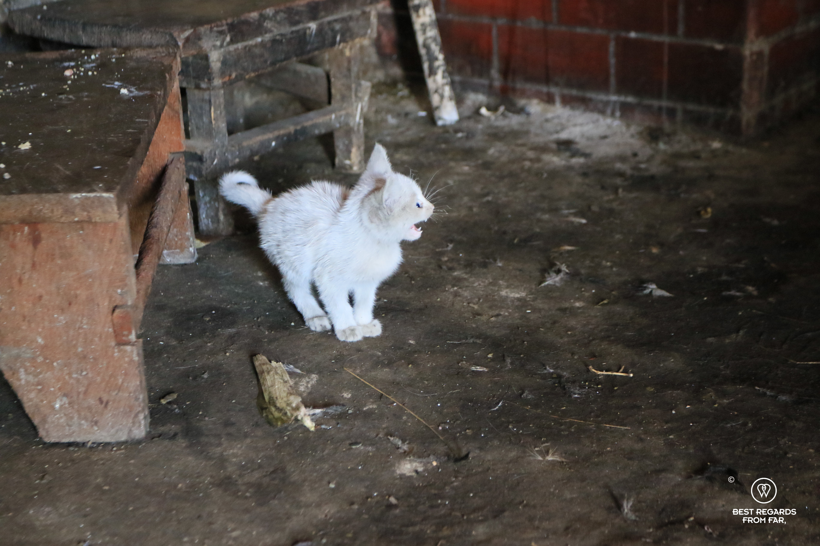Scared kitten in the very basic kitchen at the Family Perez' in Maizal.
