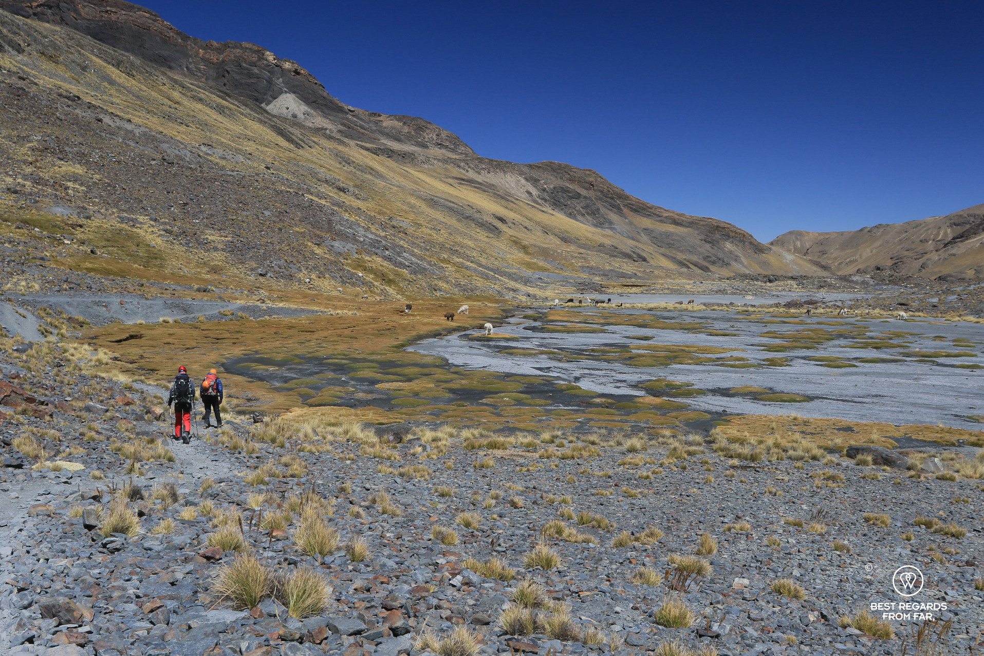 Mountaineering Tarija Peak among puna and llamas in the Cordillera Real.