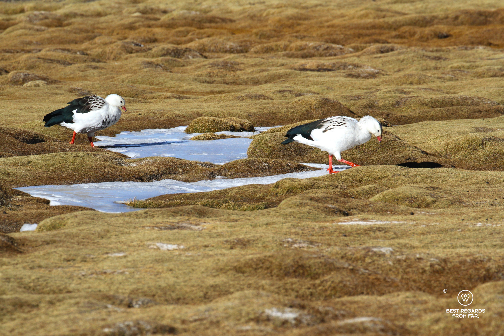 Andean Geese in the snow of the Bolivian altiplano.