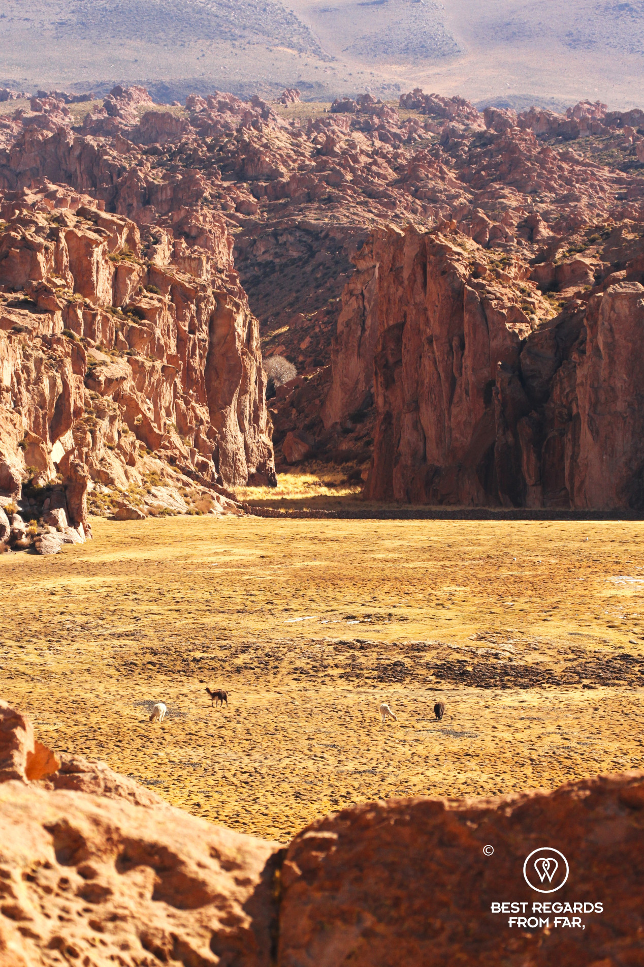 Llamas in a mineral landscape by the Laguna Negra in Bolivia.
