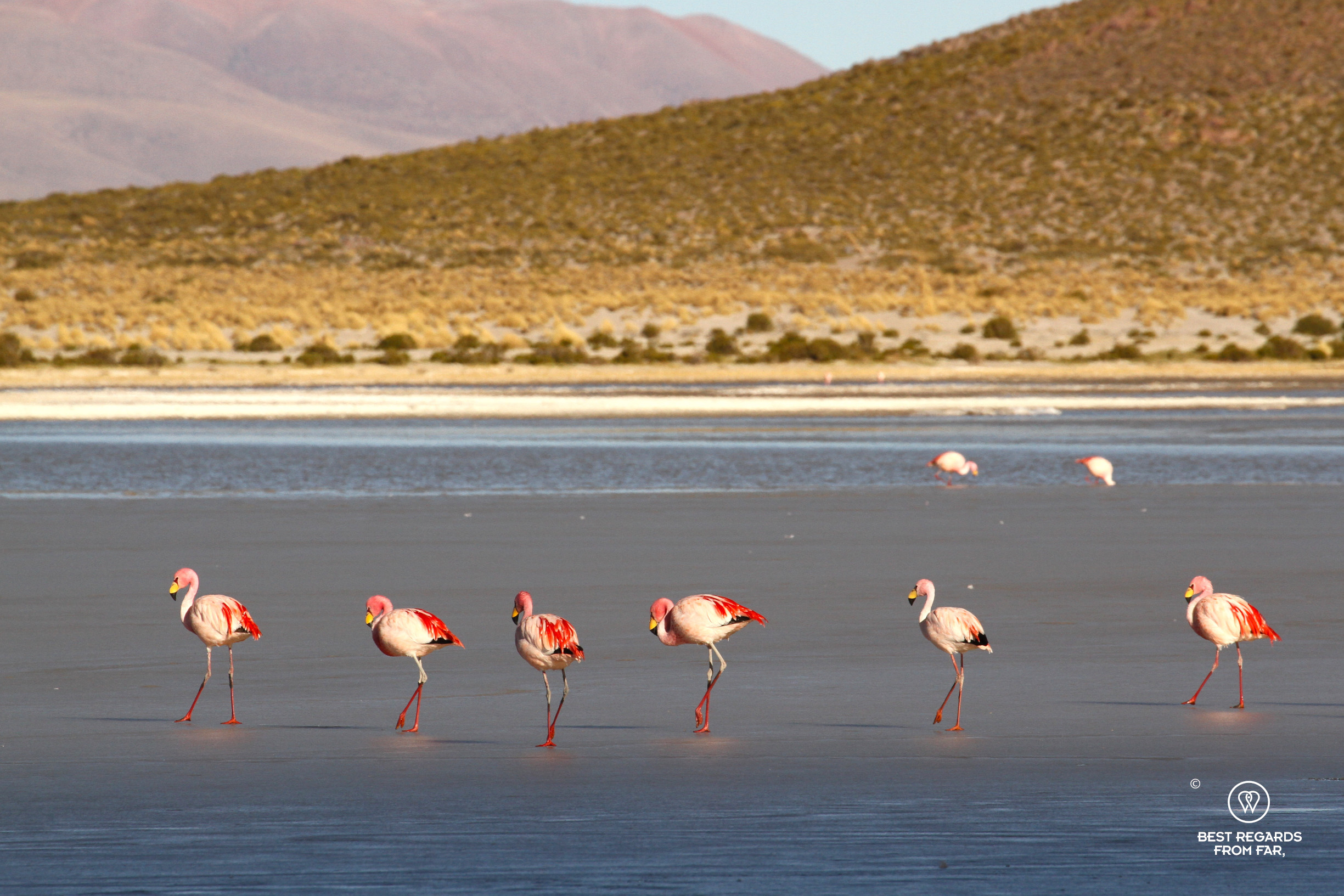 James's Flamingo walking on the ice of the Laguna Vinto in Bolivia.