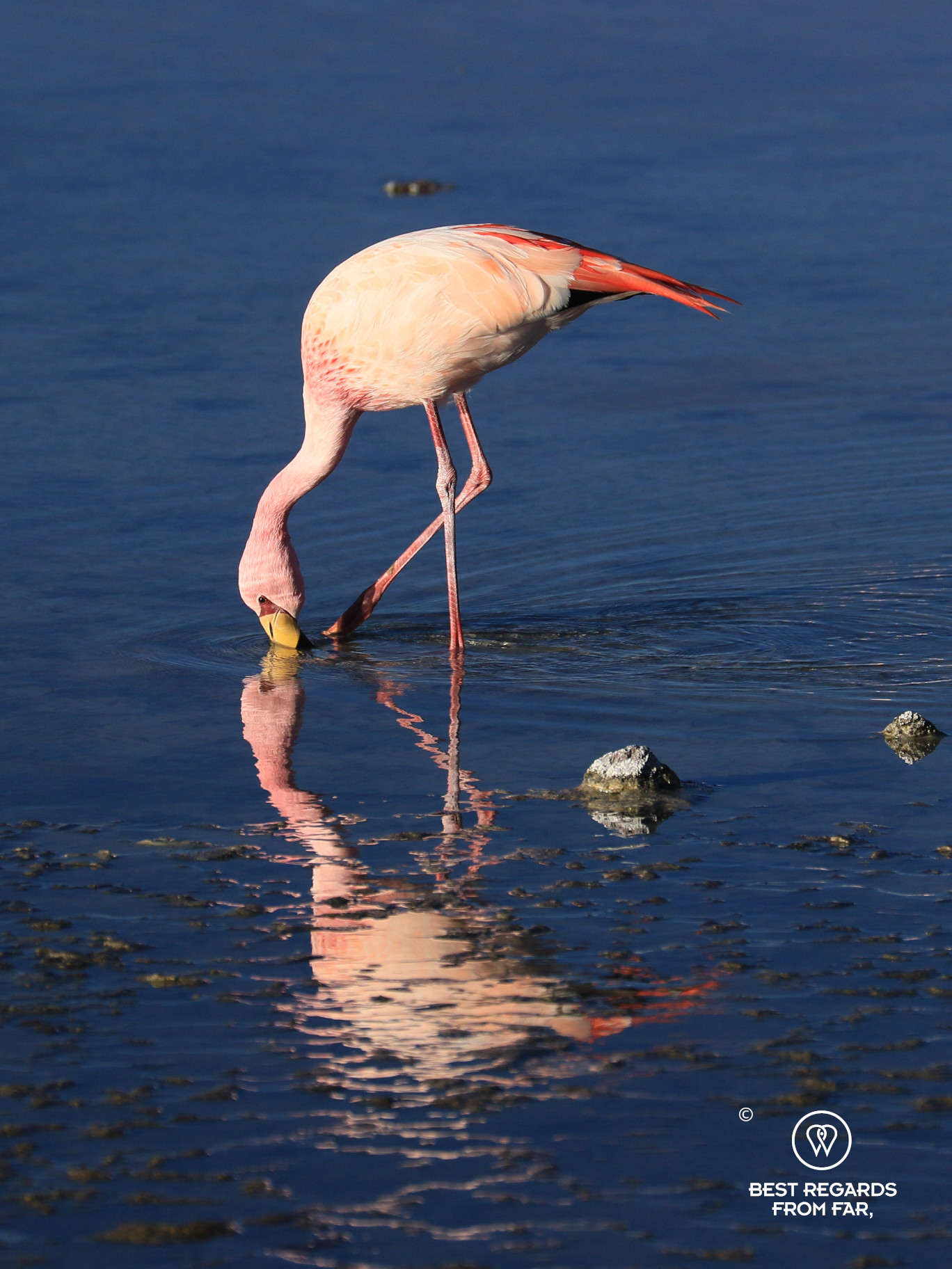 James's Flamingo and its reflection in the Laguna Colorada in Bolivia.