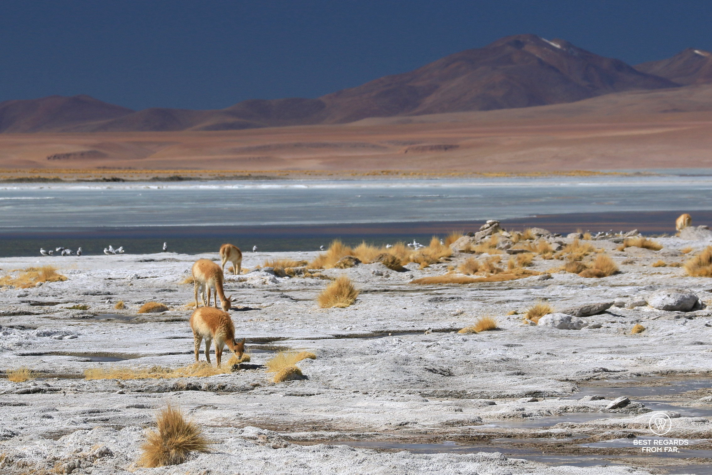 Vicuñas grazing by the therms of Polques in Bolivia.
