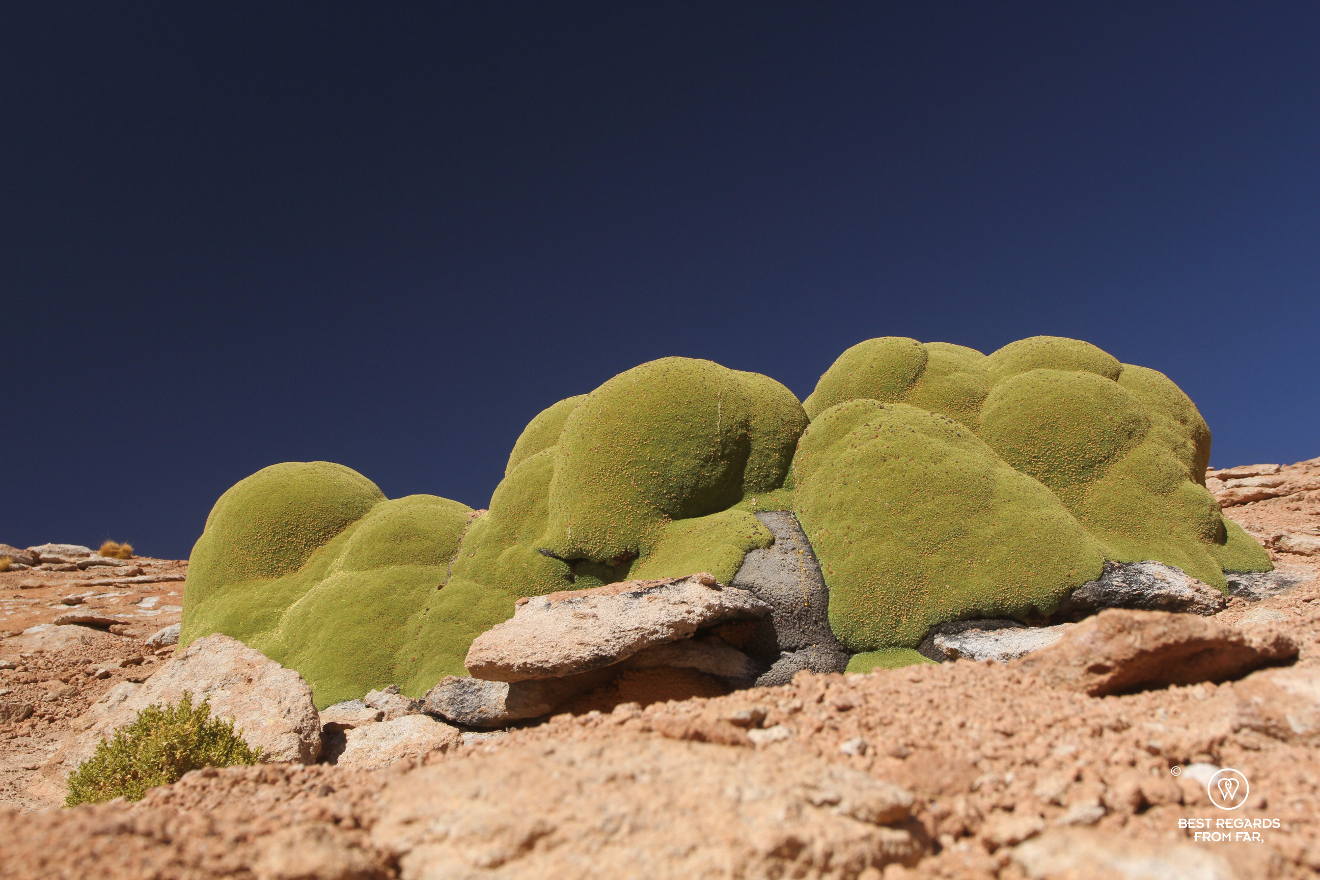 Yareta plant in Bolivia.