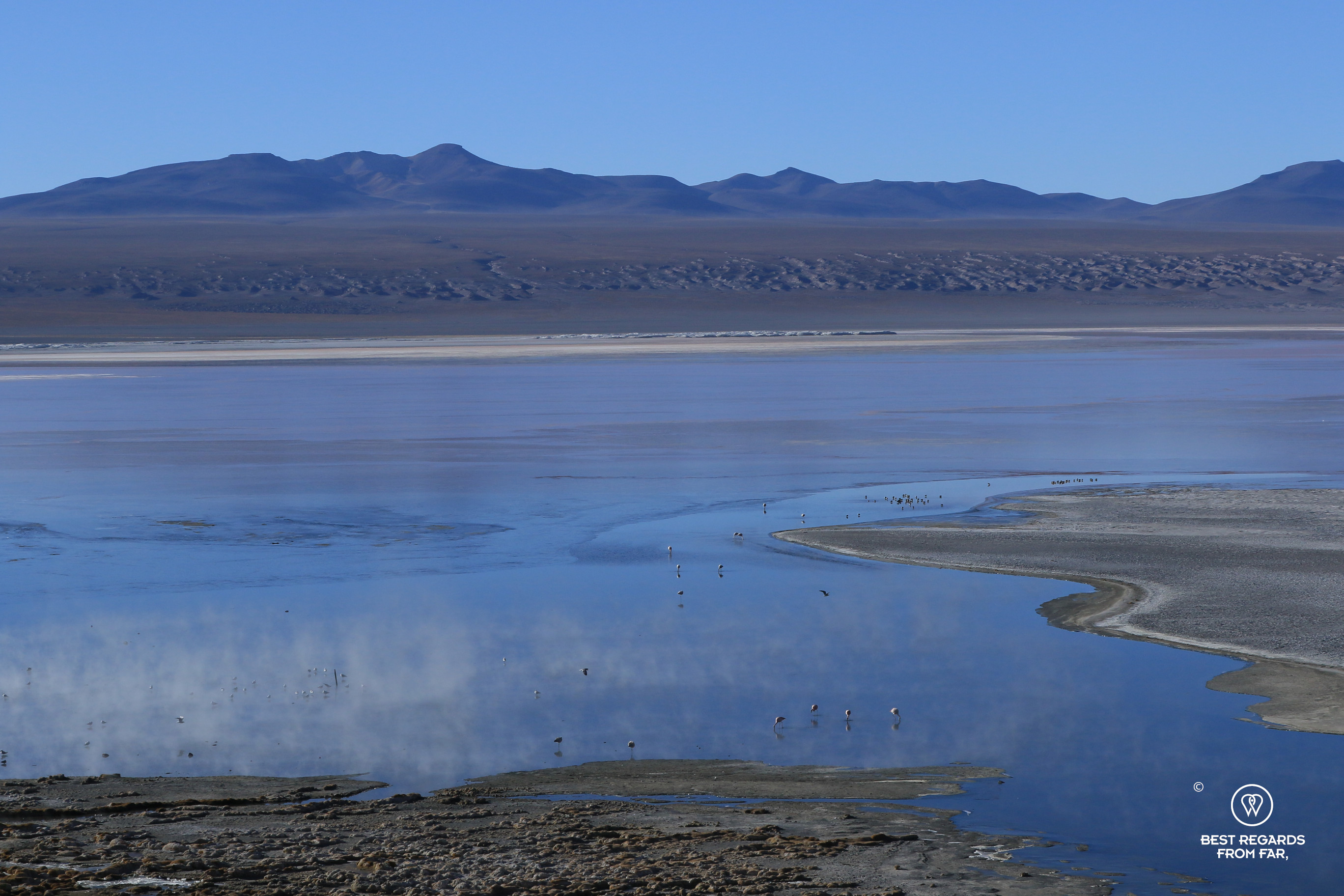 James's Flamingo in the Laguna Colorada with an expansive view on the mountains in Bolivia.