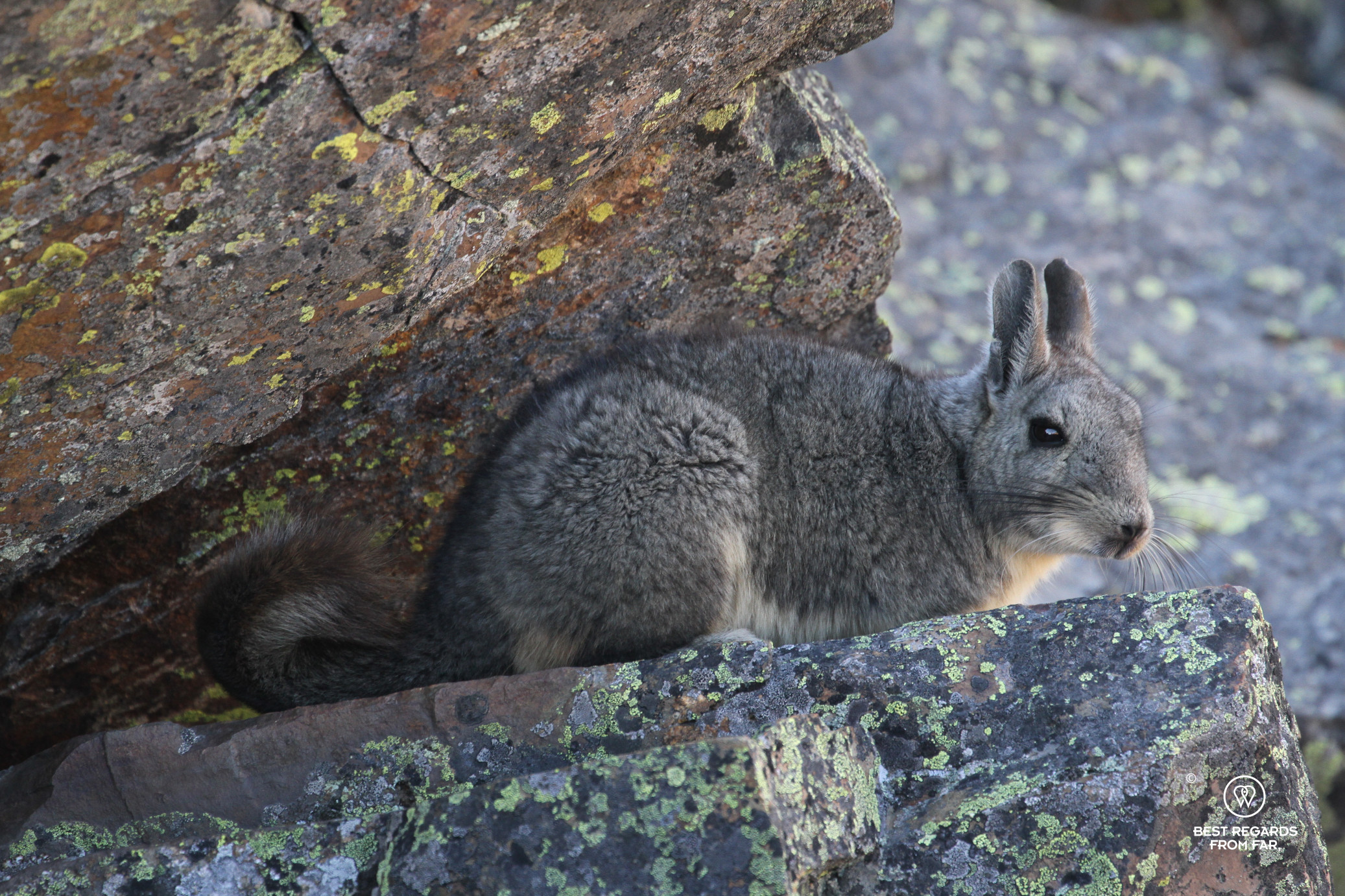 Viscacha among rocks.
