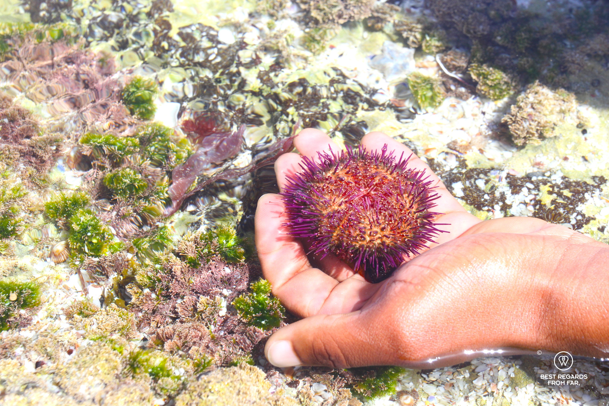 Sea urchin with purple colours held by a nature guide in a tidal pool of De Hoop Nature Reserve.