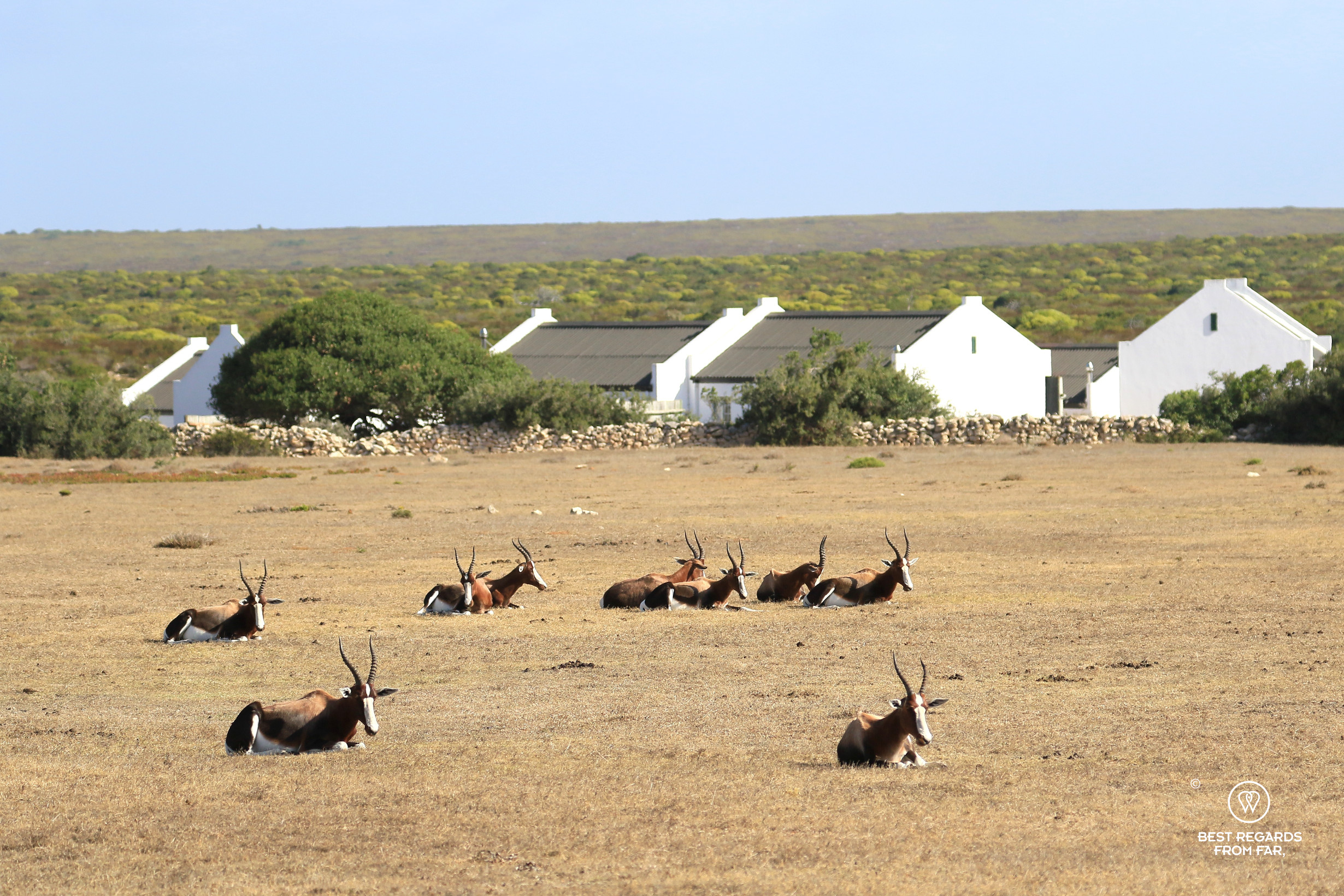 Herd of bontebok resting in a field with white cottages in the background.