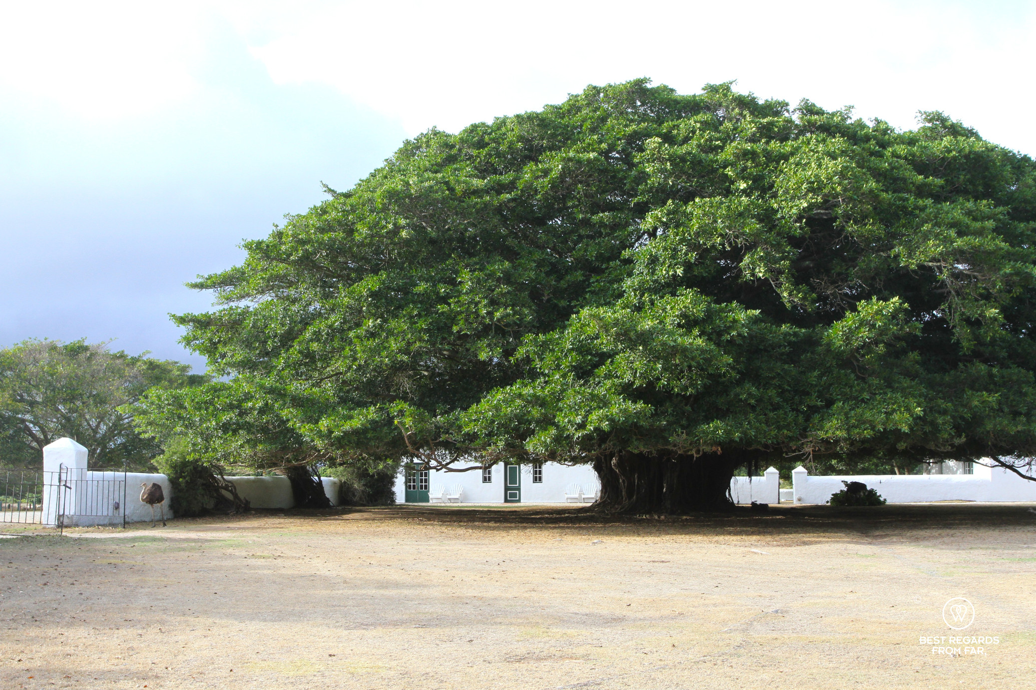 Large fig tree in front a the whitewashed farm.
