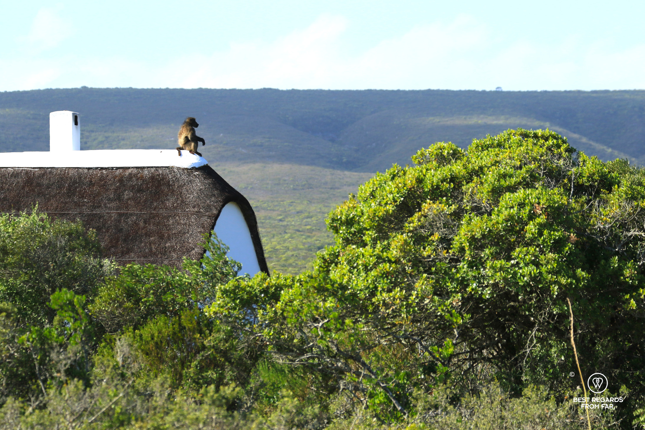 Baboon seated on a thatched rooftop at De Hoop Nature Reserve.