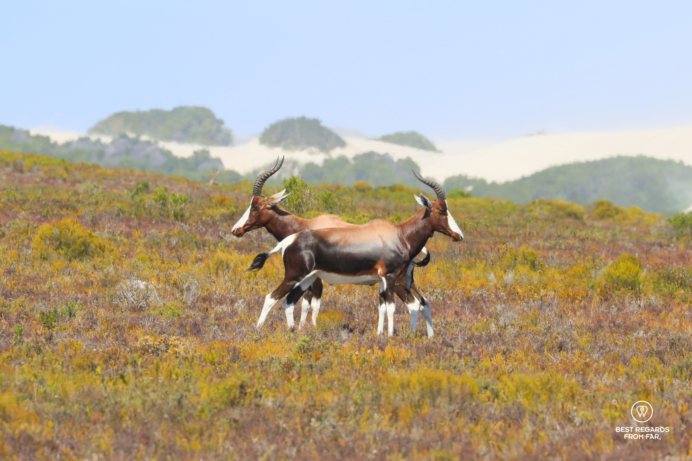 Two bontebok in the Renosterveld with dunes in the background.