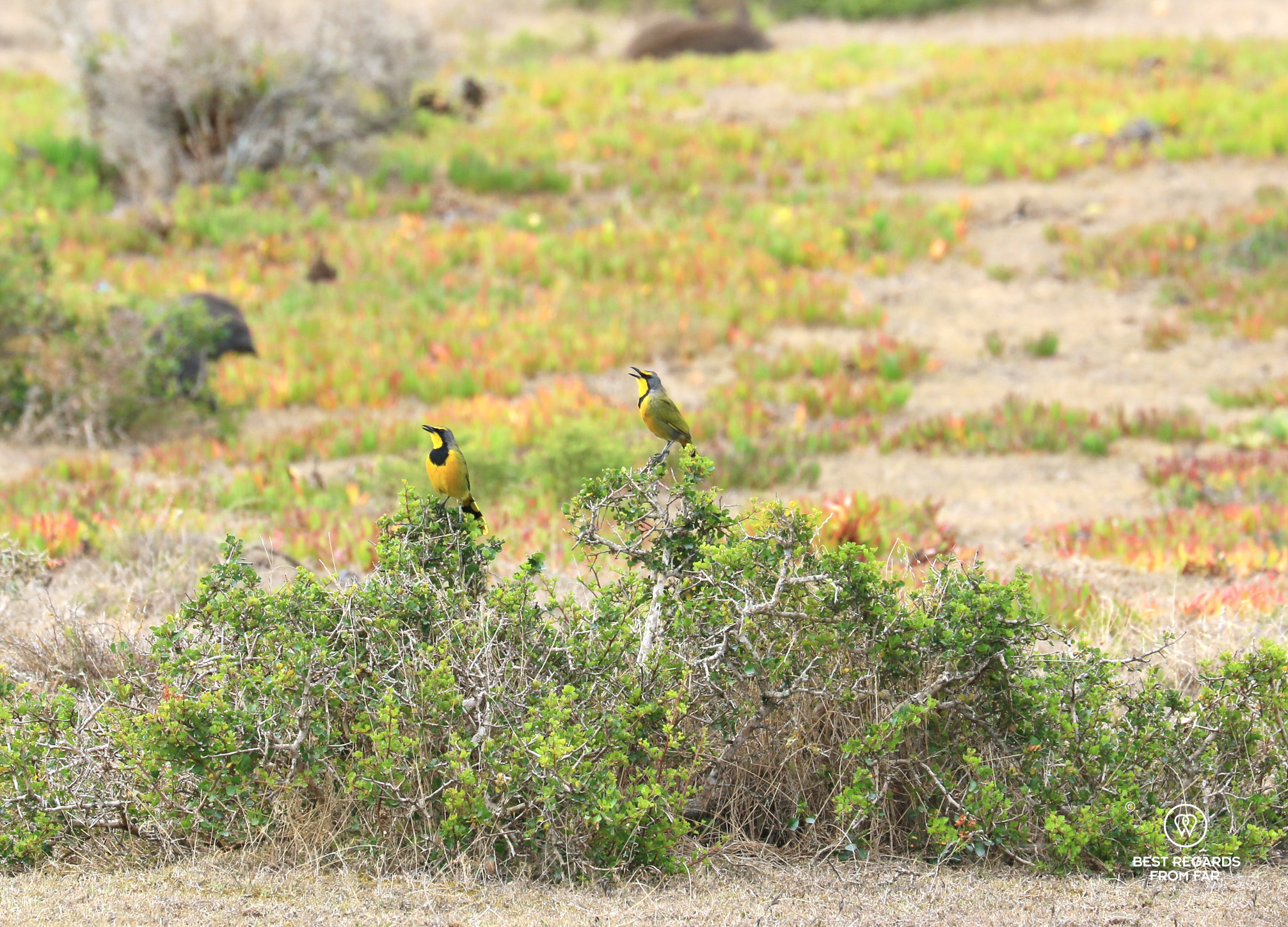 Grey makiri birds singing loud.