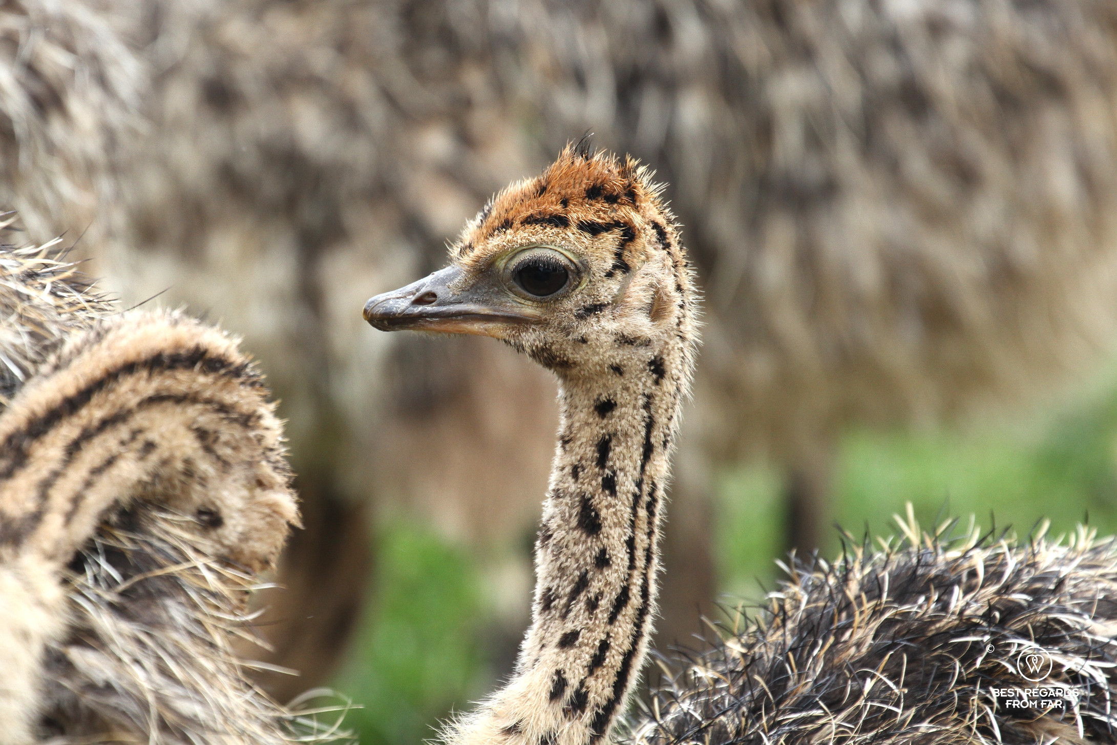 Close-up of the head of a baby ostrich in the wild with its black dots and messy feathers.