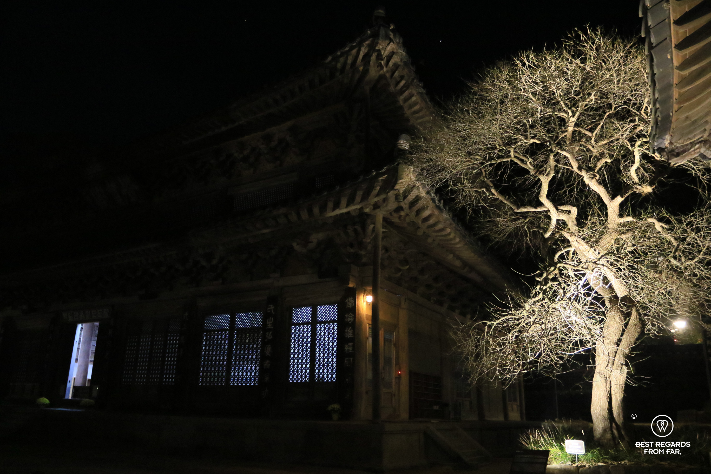 Lit tree at HwaeomSa temple by night in South Korea.